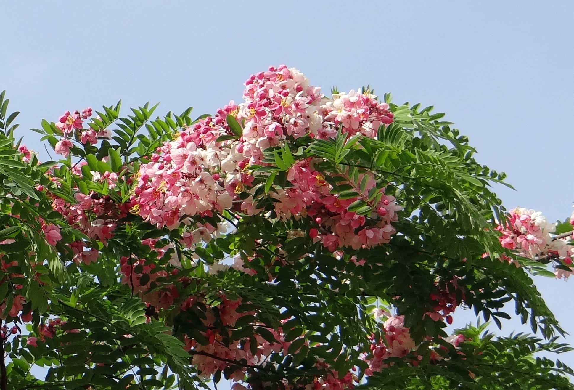 outdoors, java cassia, Cassia Javanica, close-up, fragility, cassia, flora, javanica, bangalore, rainbow shower tree, beauty in nature, botanical garden, HD Wallpaper