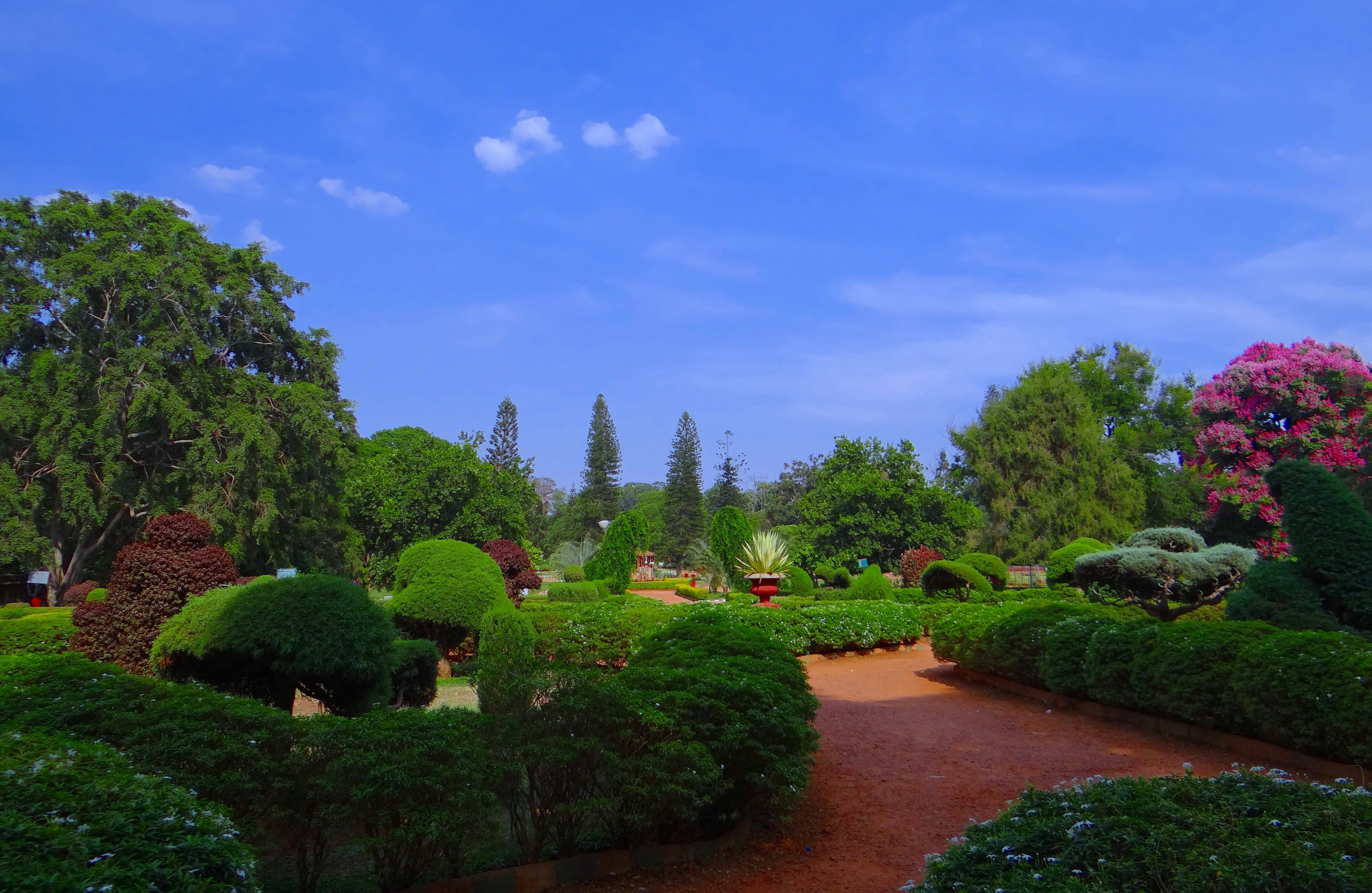 nature, india, topiary, front or back yard, beauty in nature, sky, green, lal bagh, brown, tree, green color, bangalore, garden, greenery, botanical garden, HD Wallpaper