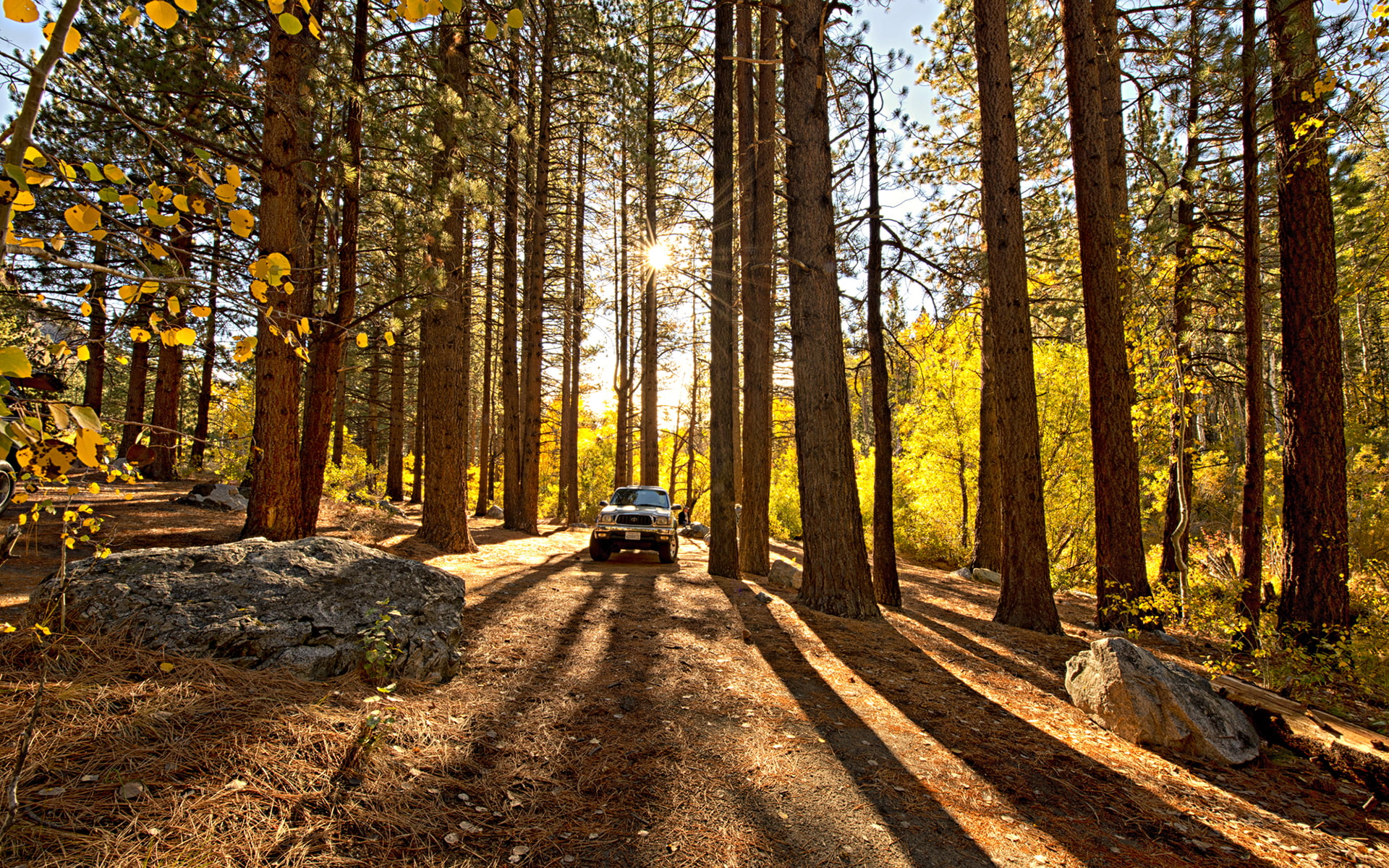trees, trucks, redwood, sunlight, toyota, tacoma, 1080P, forest, HD Wallpaper