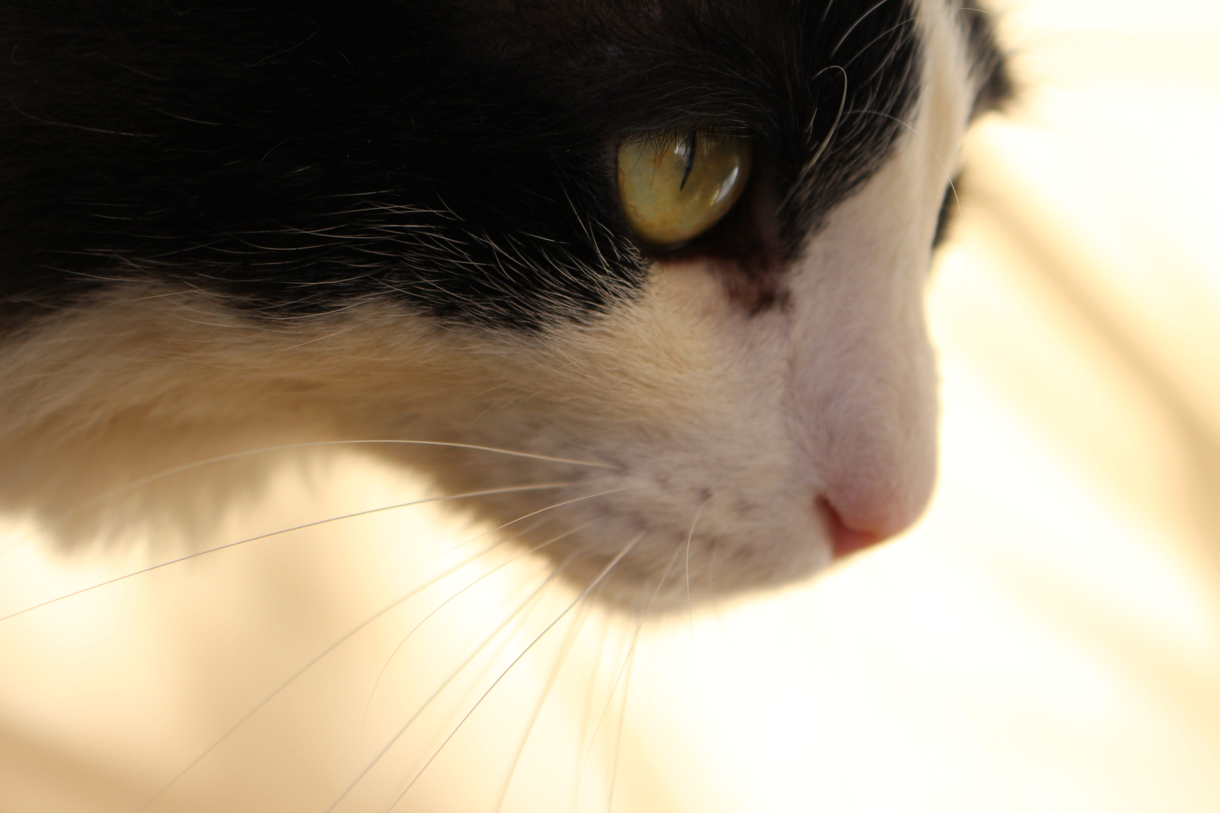 deep, looking, tom, indoors, animal head, animal body part, sowers, Hunting, domestic animals, feline, vertebrate, hunting, domestic cat, pets, animal themes, HD Wallpaper