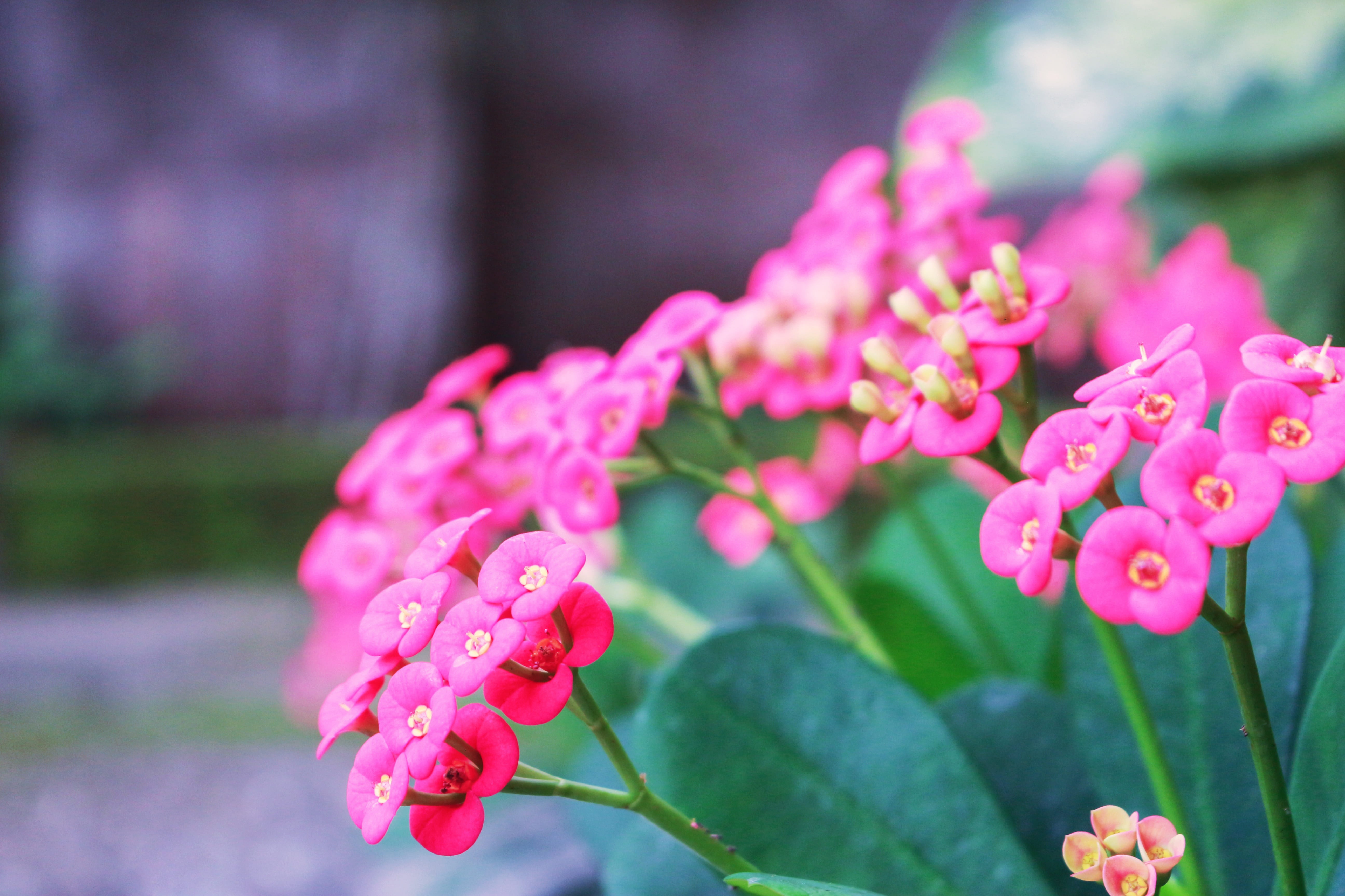 beautiful, design, springtime, bouquet, no people, fragility, flower head, bunch of flowers, focus on foreground, 5K, flower, green, flowerbed, outdoors, HD Wallpaper