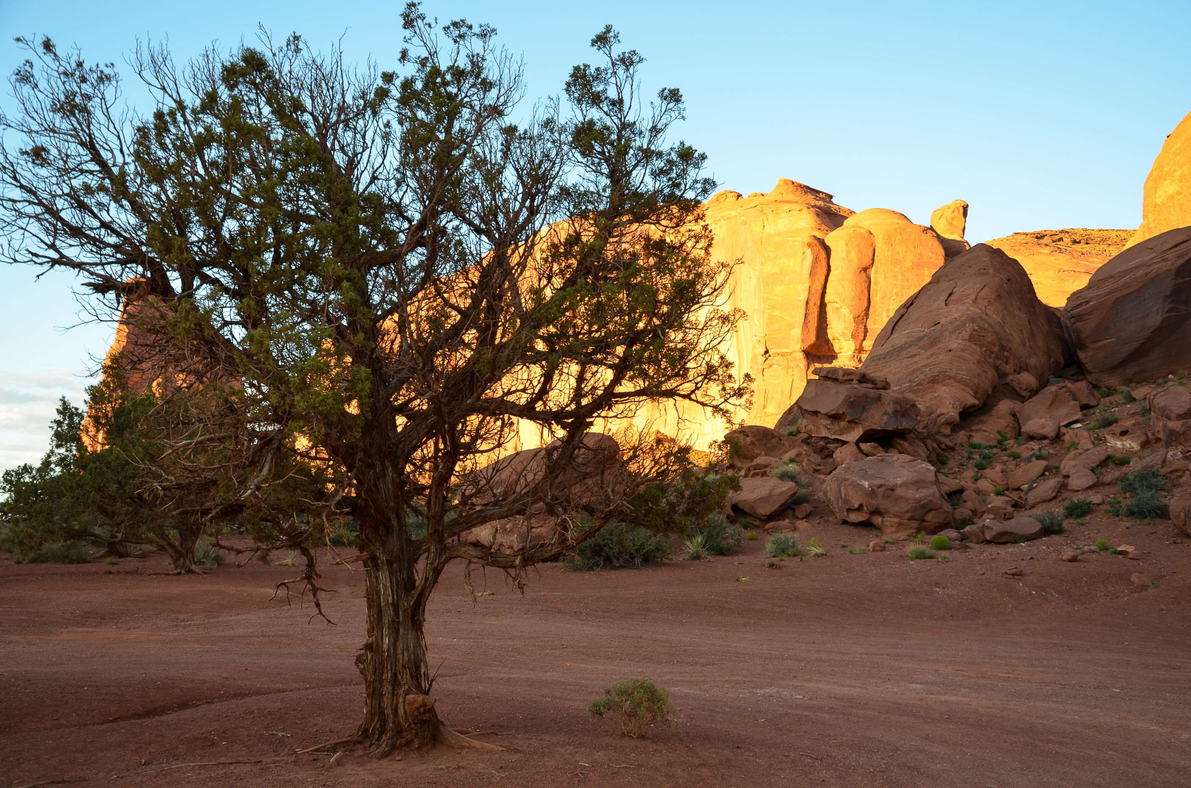 tranquil scene, formation, usa west, places of interest, colorado plateau, dry, nature, monument valley, tree, rocky towers, sandstone, navajo, desert, HD Wallpaper