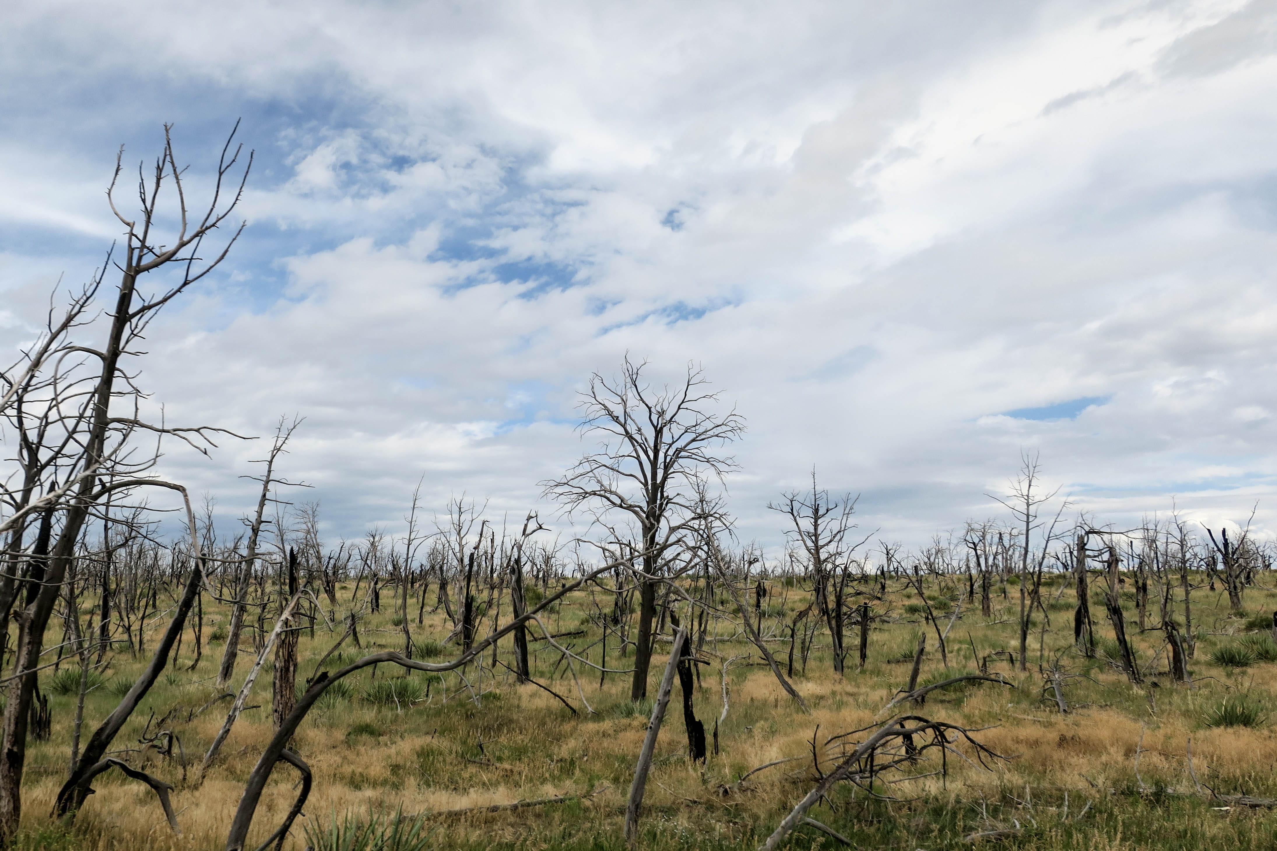 scenics - nature, dead plant, growth, united states, vacation, field, remote, dead tree, no people, hiking, 4K, environment, land, trees, tranquil scene, HD Wallpaper