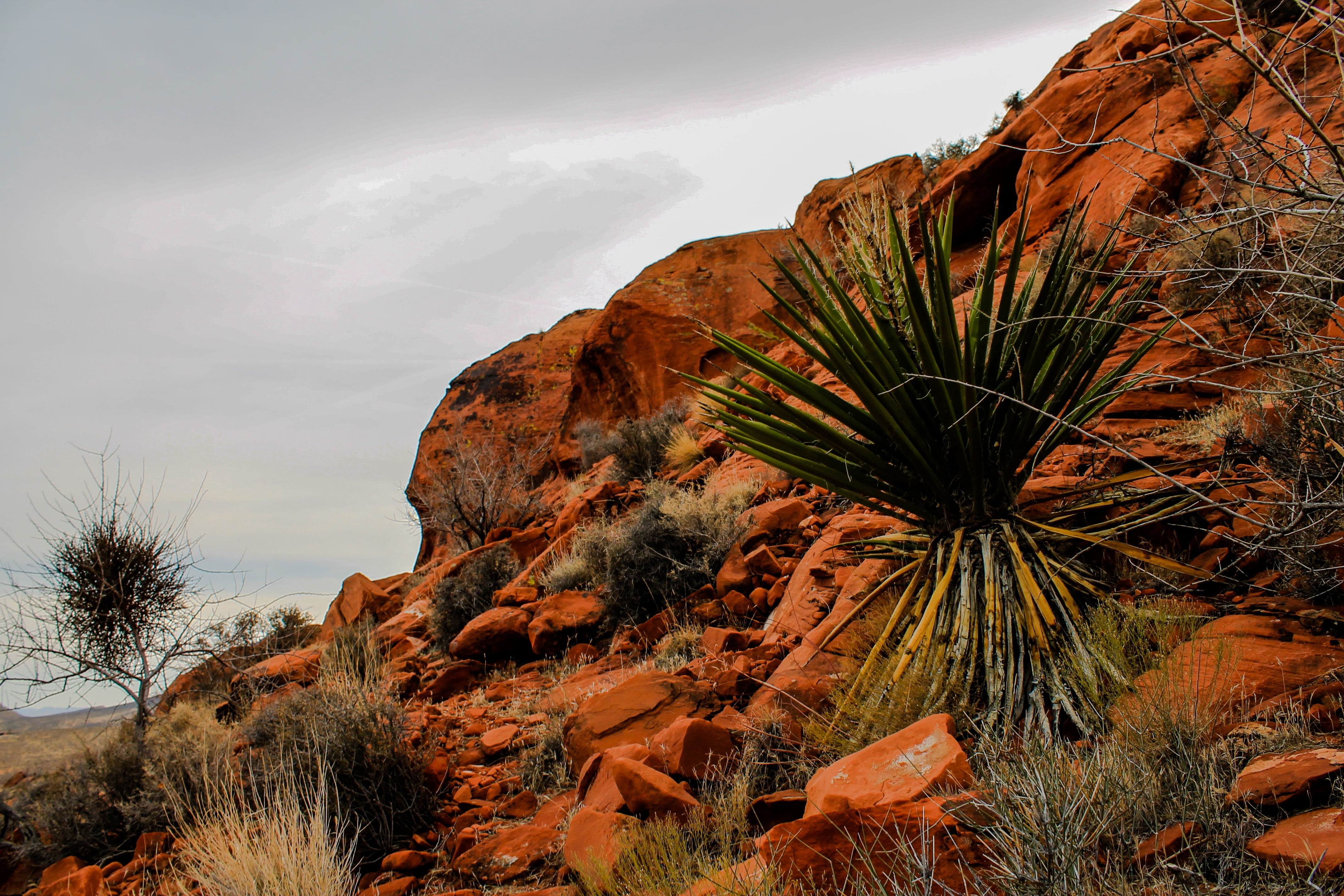 formation, rock formation, beauty in nature, desert, scenic, day, national, sedimentary, eroded, plant, navajo, non-urban scene, rock, geological, plateau, HD Wallpaper