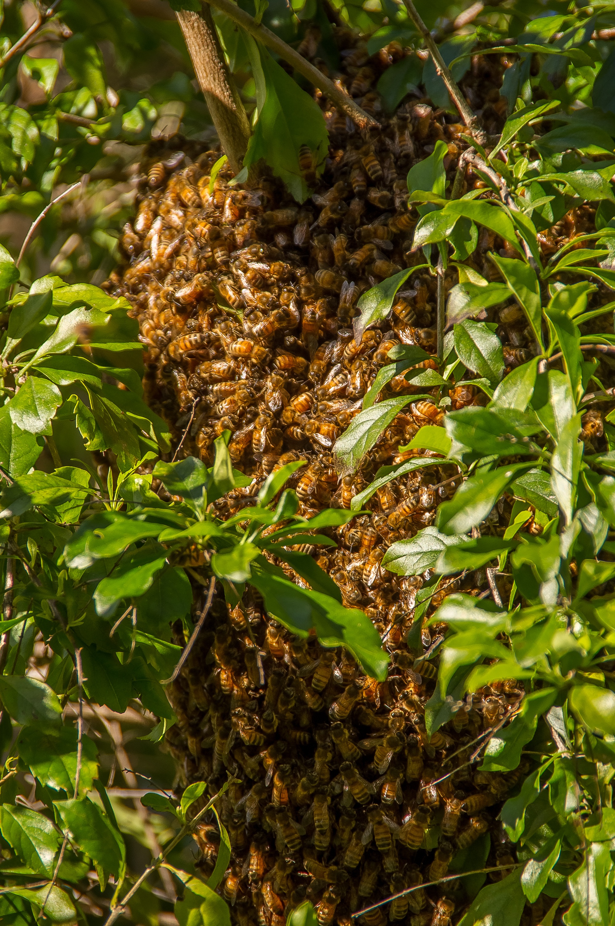 tree, plant, growth, sunlight, focus on foreground, moving, green color, spring, nature, branch, migration, close-up, bees, no people, healthy eating, outdoors, Phone HD Wallpaper