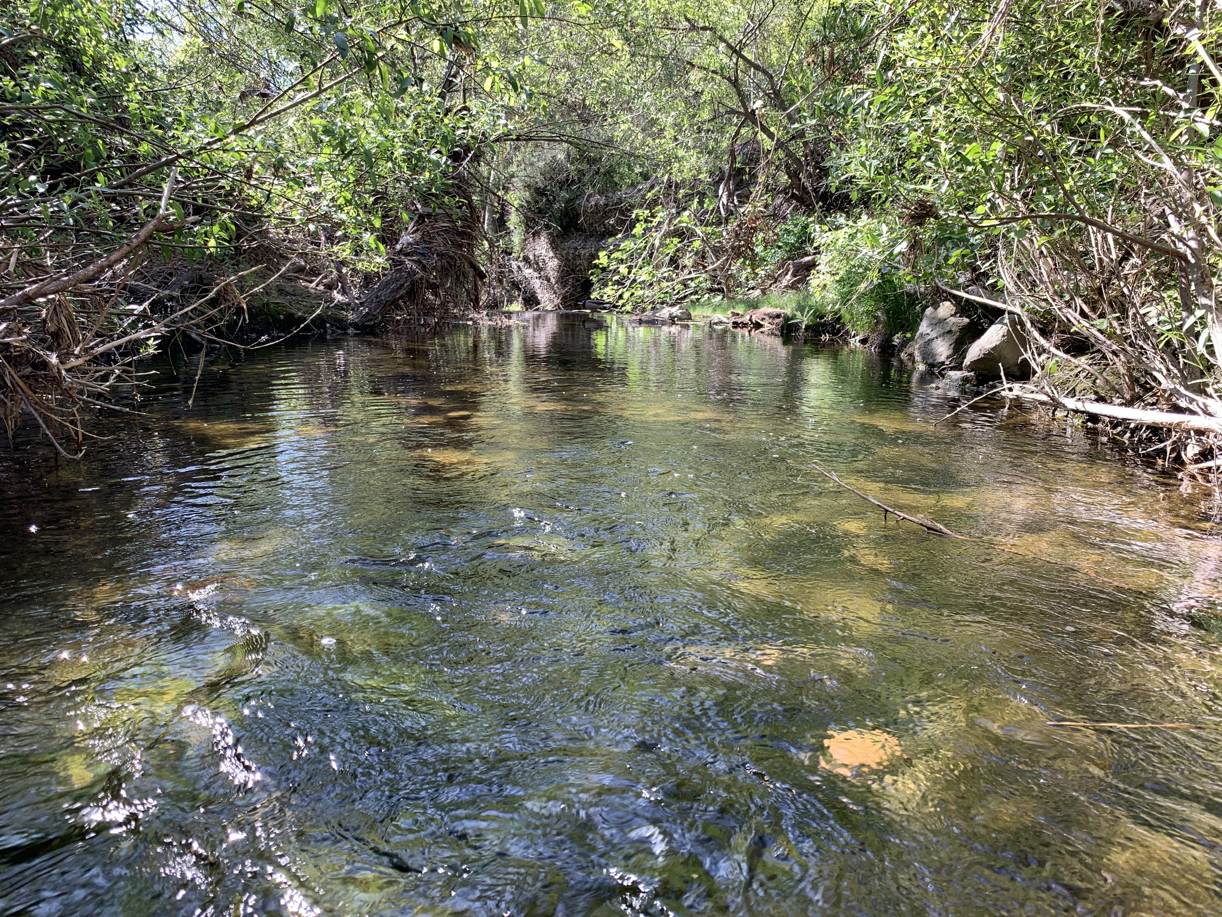 unnamed road, creek, thousand oaks, plant, bog, vegetation, forest, water, flowing water, river, 4K, scenics - nature, land, tranquility, outdoors, waterfront, HD Wallpaper