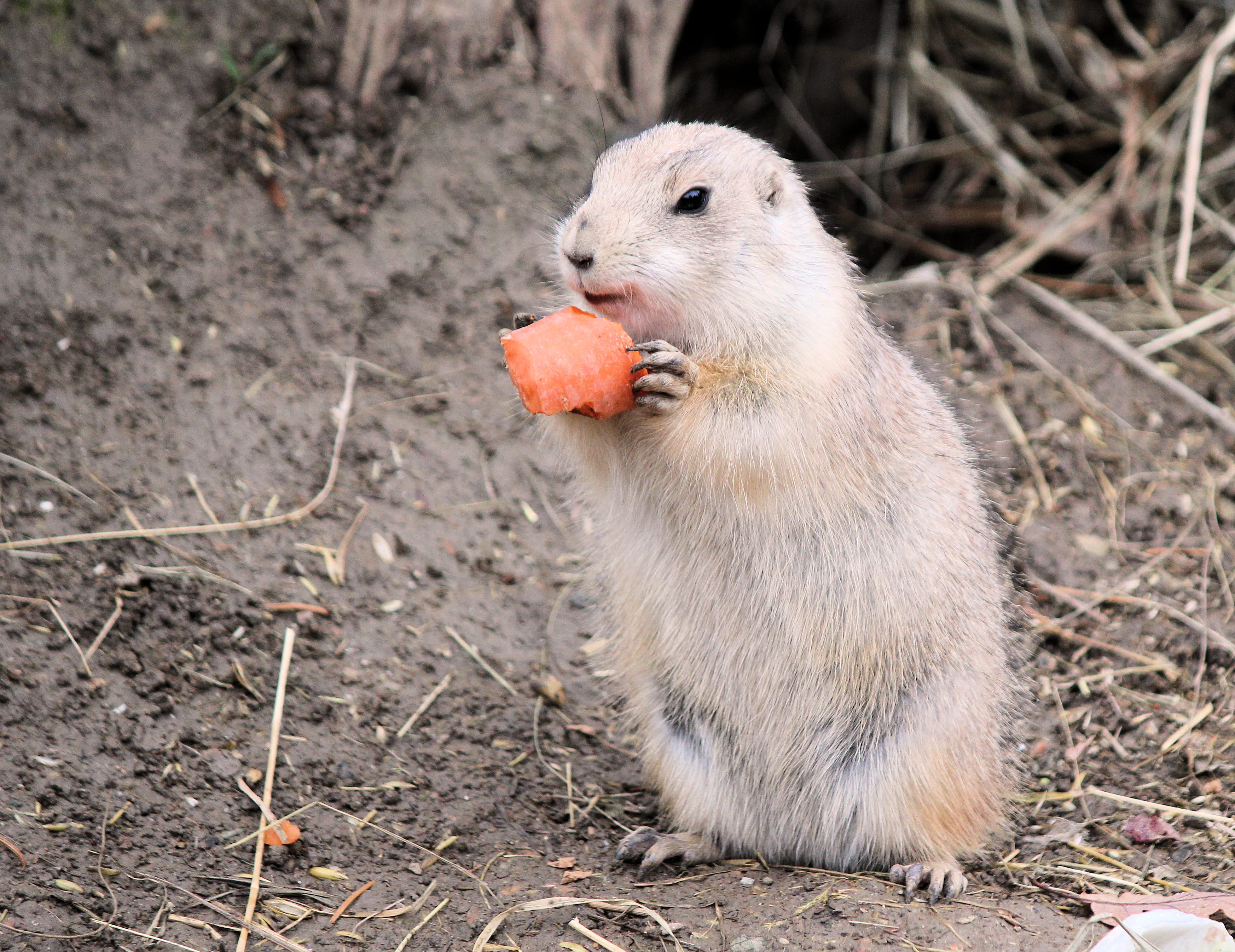 rat, no people, 4K, day, outdoors, animal wildlife, beak, domestic, brno, carot, one animal, beaver, mammal, czech republic, land, strawberry, pets, zoo, HD Wallpaper