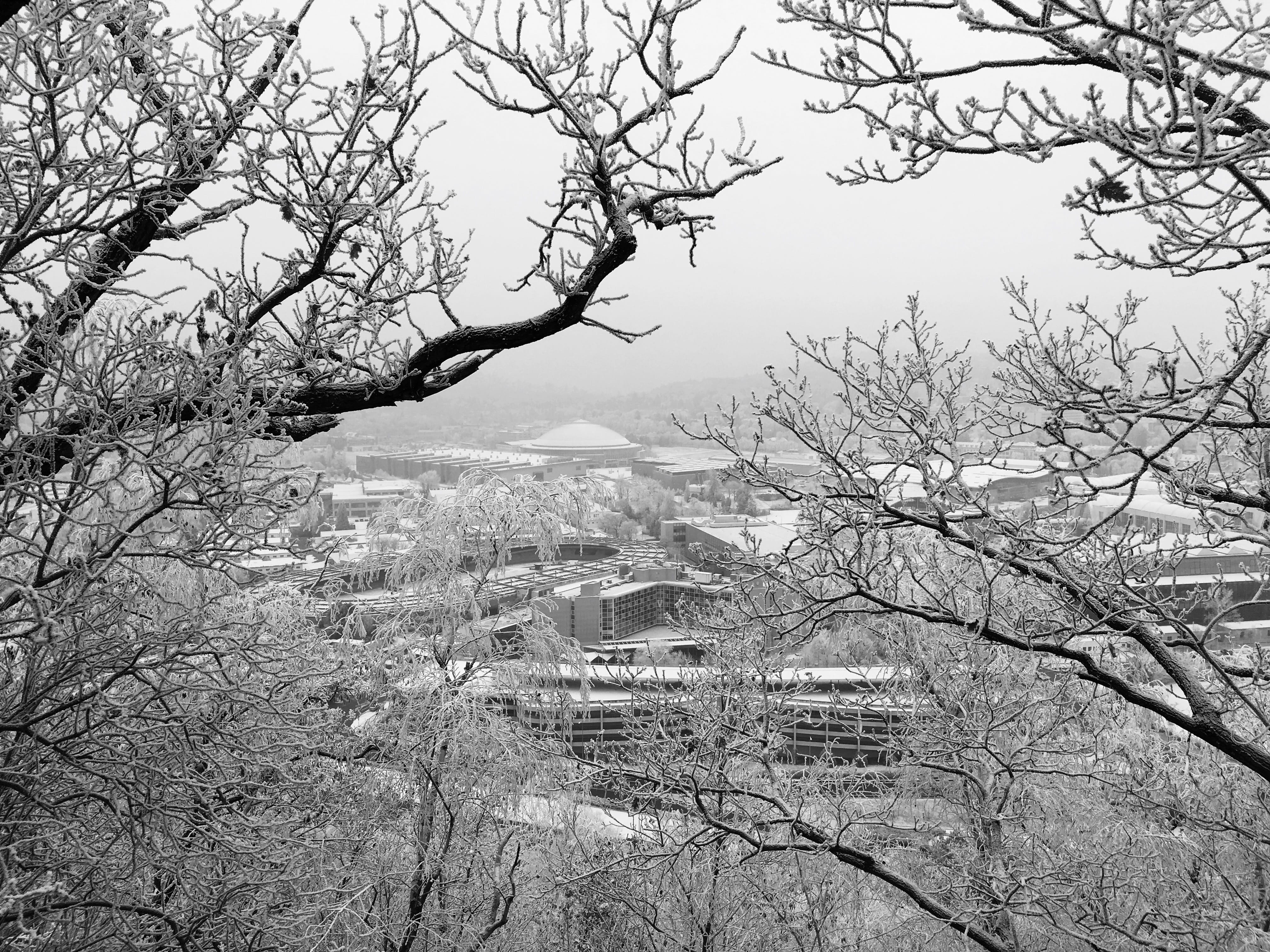 black and white, bare tree, plant, building exterior, day, building, beauty in nature, Brno, outdoors, branch, tree, no people, snow, cold temperature, HD Wallpaper
