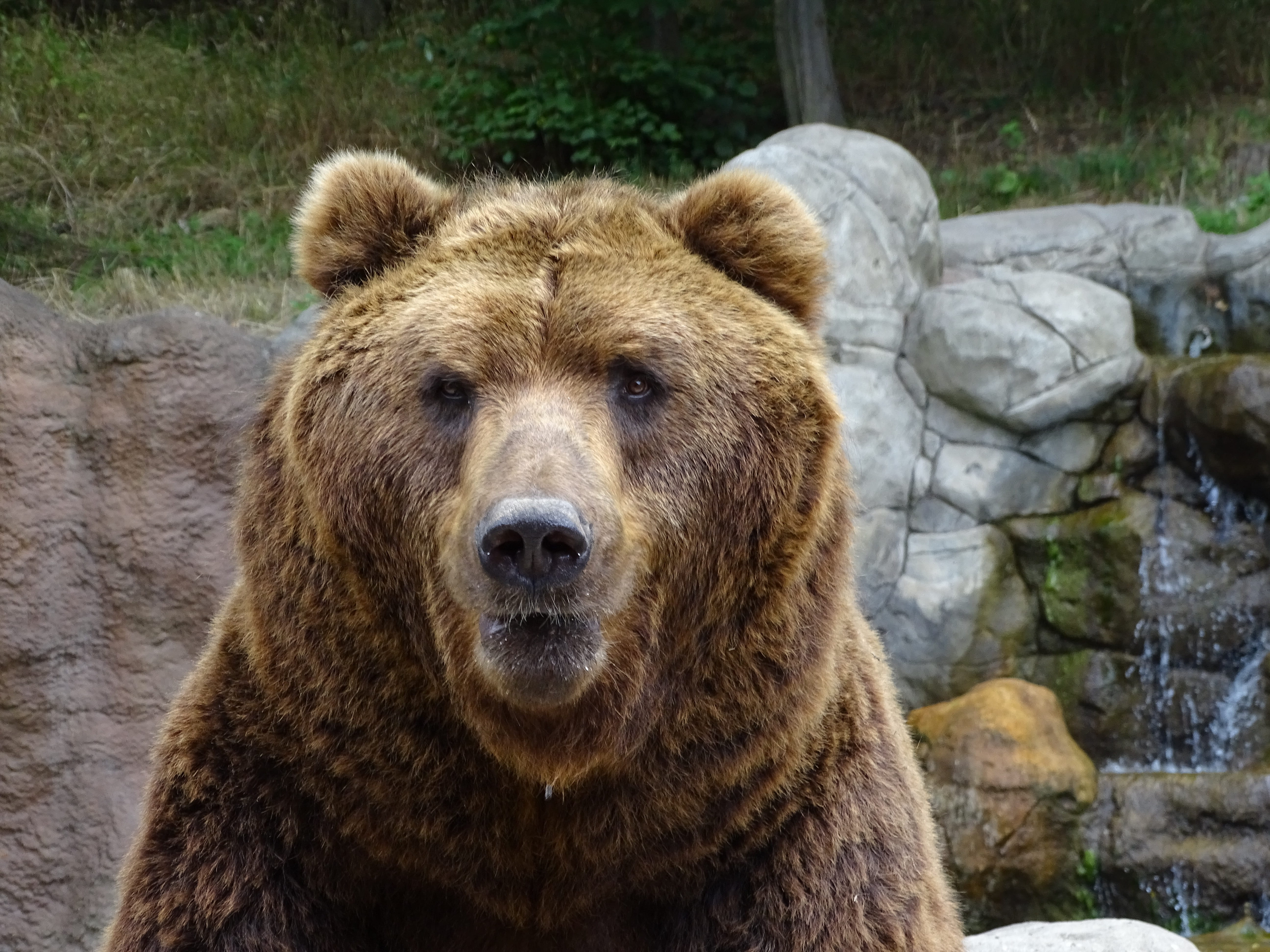 zoo brno, bear, rock - object, animal themes, fountain, brown, animal head, beast, one animal, animals in the wild, animal wildlife, mammal, animal, animals, HD Wallpaper