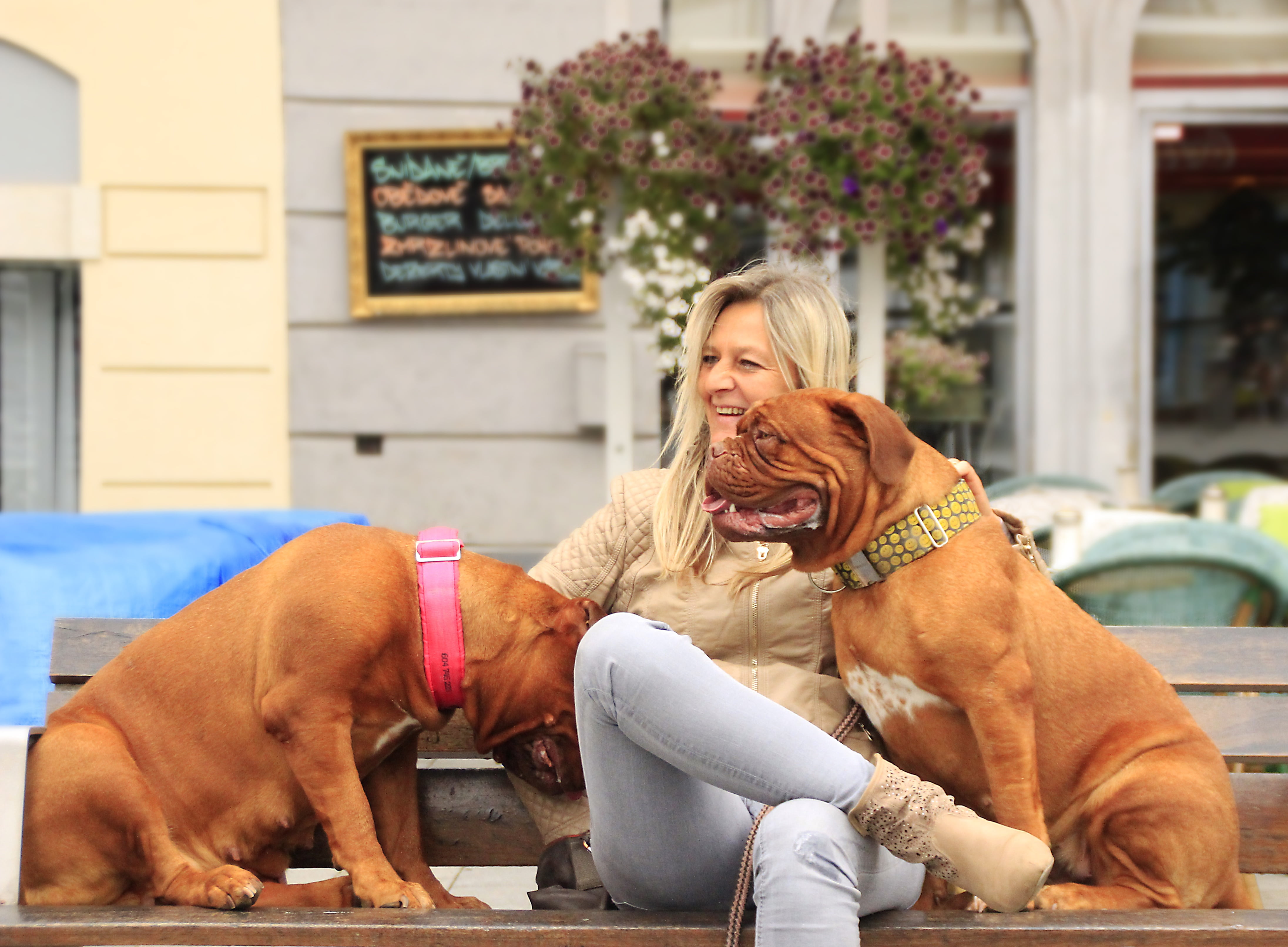 woman, american, paving, bull, sitting, pit, mammal, puppy, friendship, mastiffs, french, outdoors, women, hair, bench, huge, portrait, domestic animals, HD Wallpaper