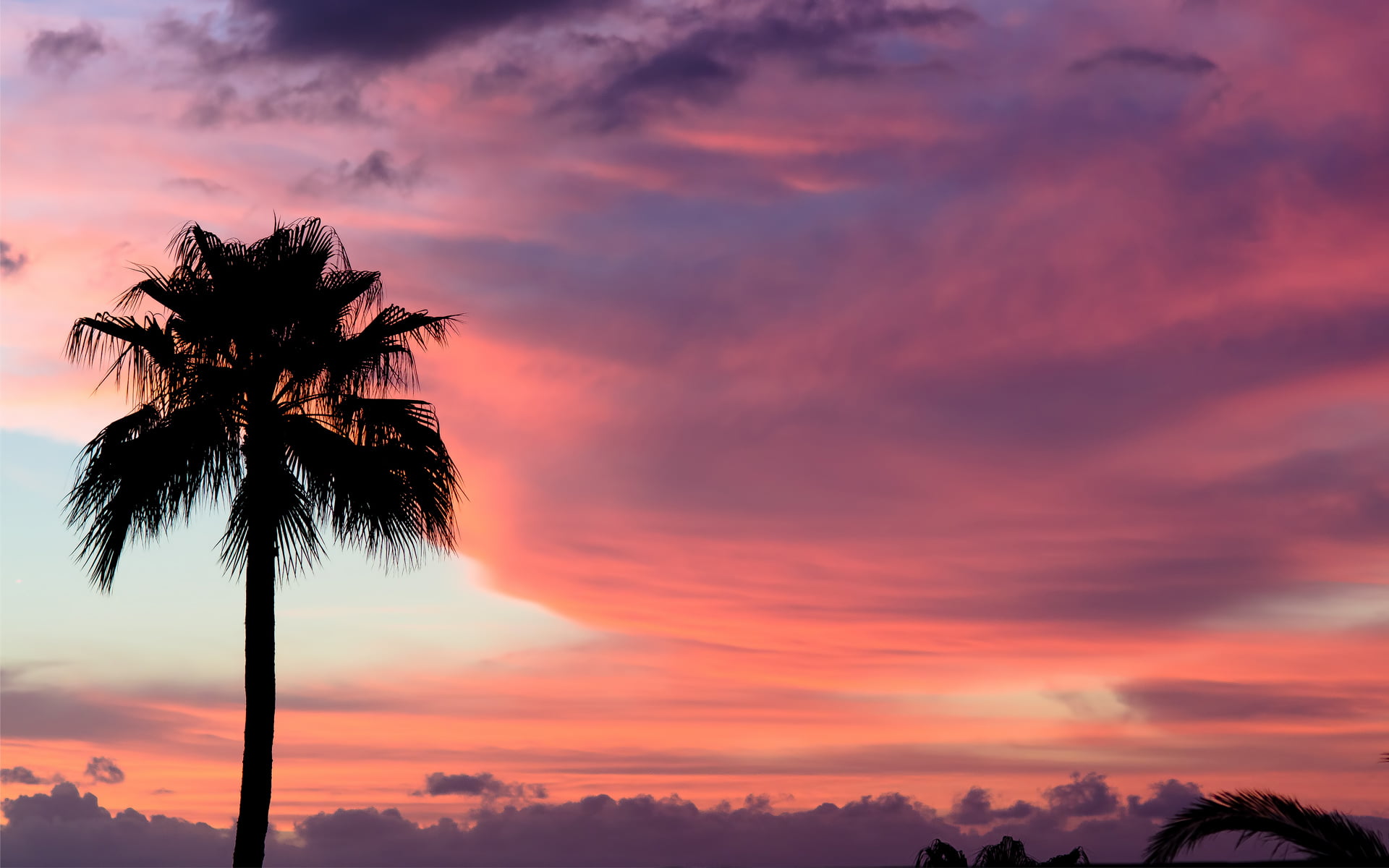 growth, cloud - sky, Tenerife, dramatic sky, tree, tropical climate, Palma, horizon, tranquil scene, palm tree, nature, no people, palm leaf, sky, idyllic, HD Wallpaper