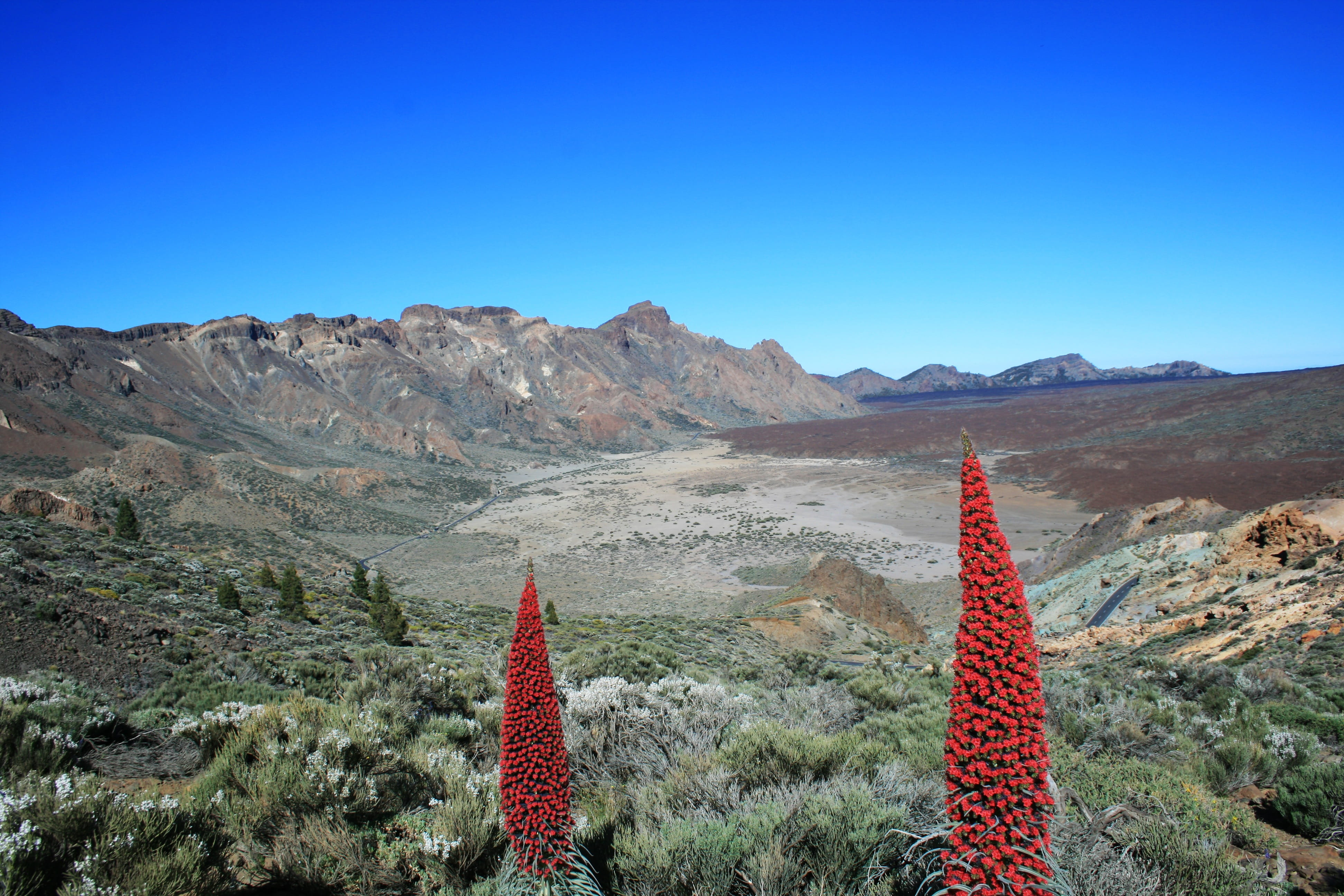 travel Locations, beauty in nature, Tenerife, arid Climate, copy space, cactus, travel destinations, environment, travel, no People, national park teide, HD Wallpaper