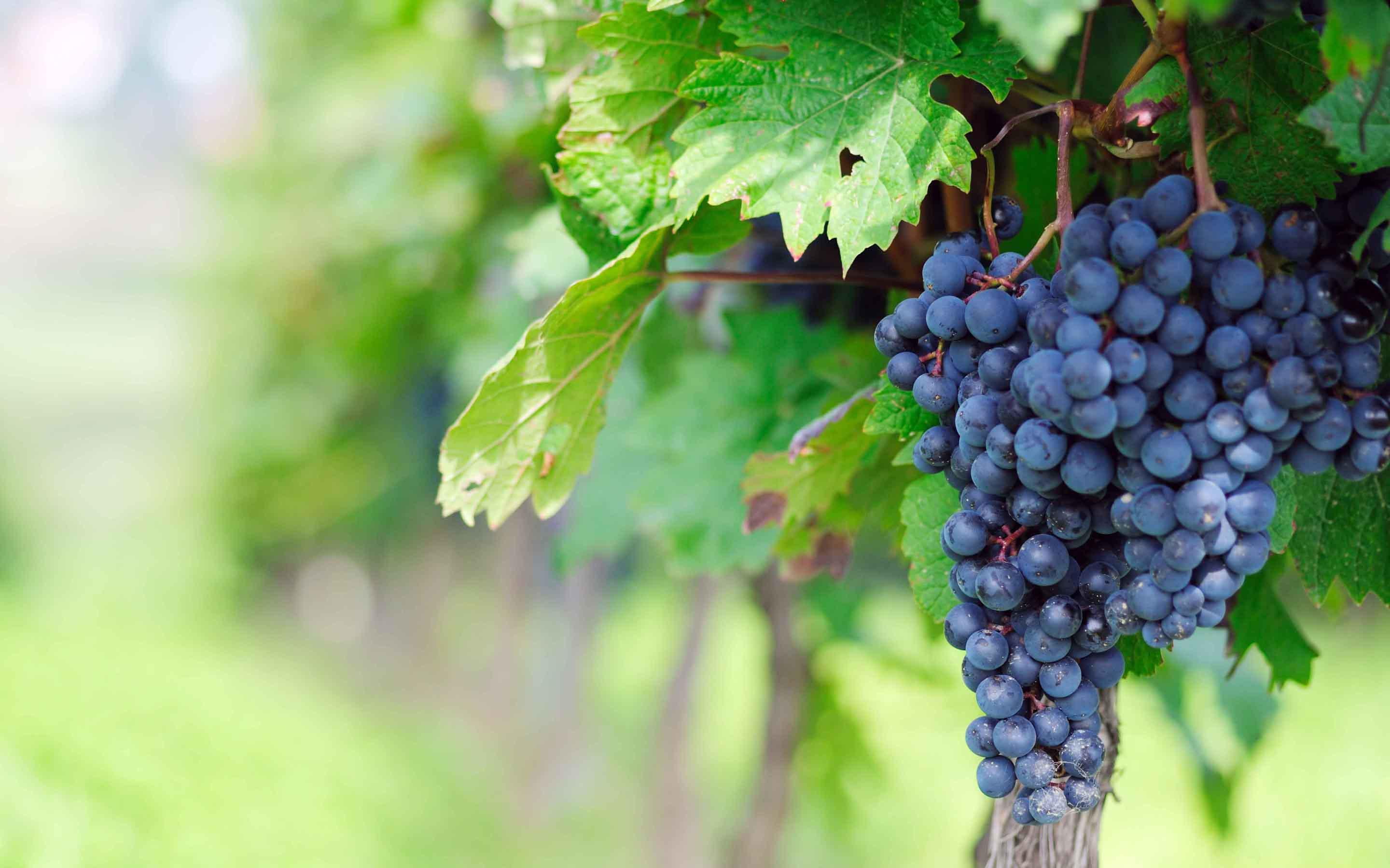 grapes, hd, fruits, 2K, HD Wallpaper