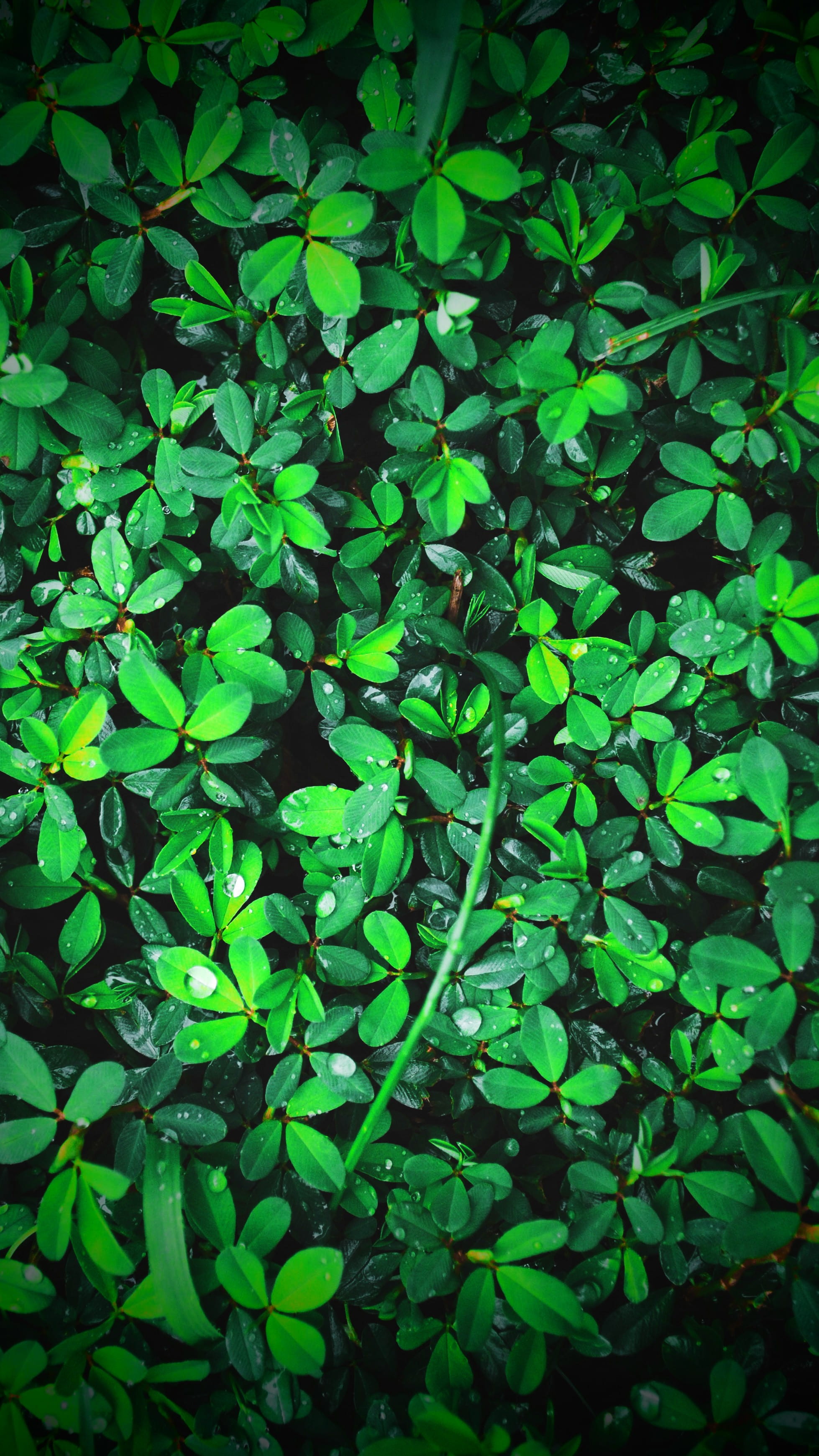 day, leafed, plants, leaf, green, no people, tranquility, lush foliage, full frame, land, hoja, foliage, leaves, plant, outdoors, green color, clover, backgrounds, Phone HD Wallpaper