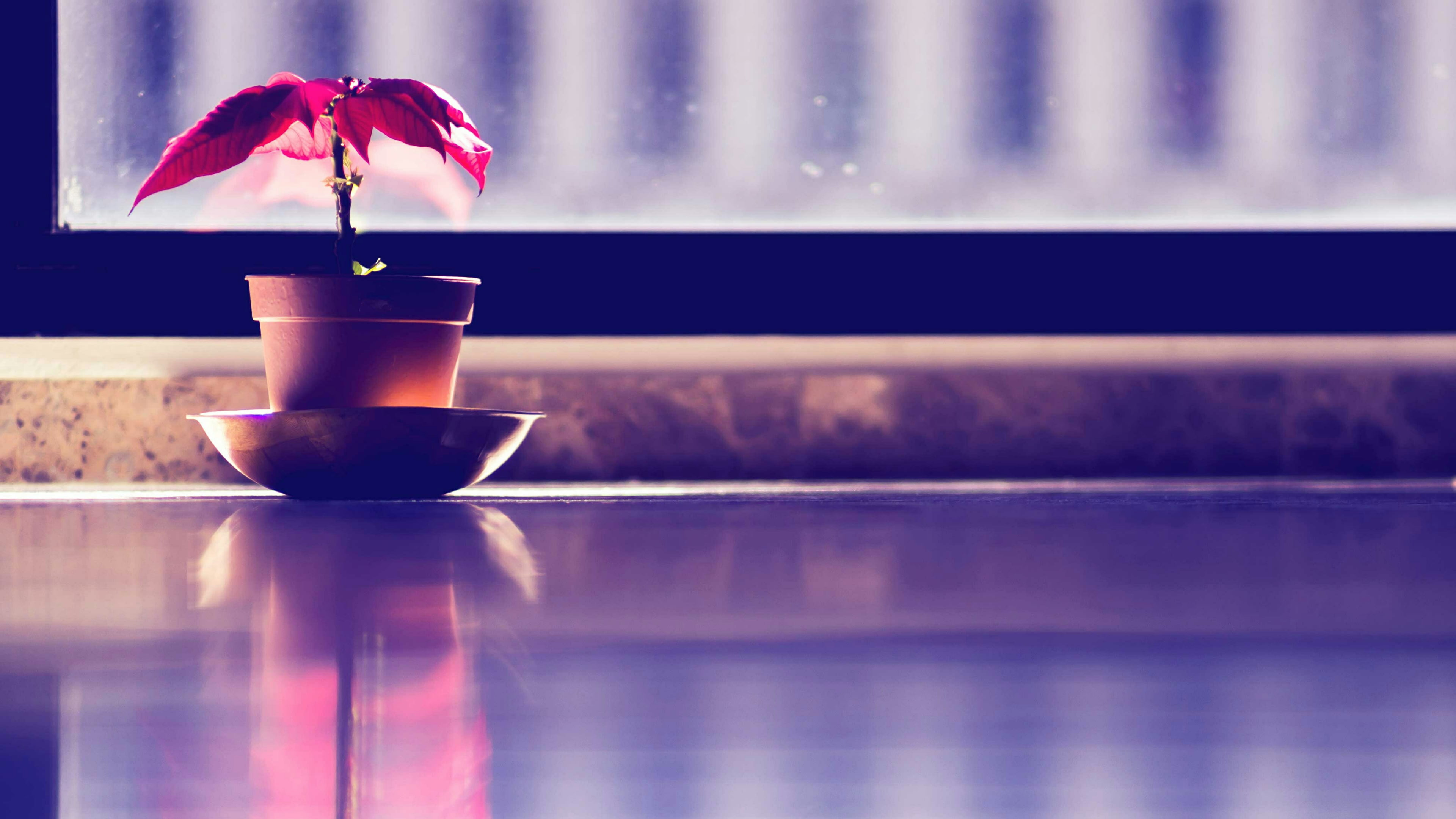 white, food and drink, cabinet, no people, coffee, focus on foreground, flowering plant, glass, plants, indoors, purple, flower, 4K, wooden, plant, blue, HD Wallpaper