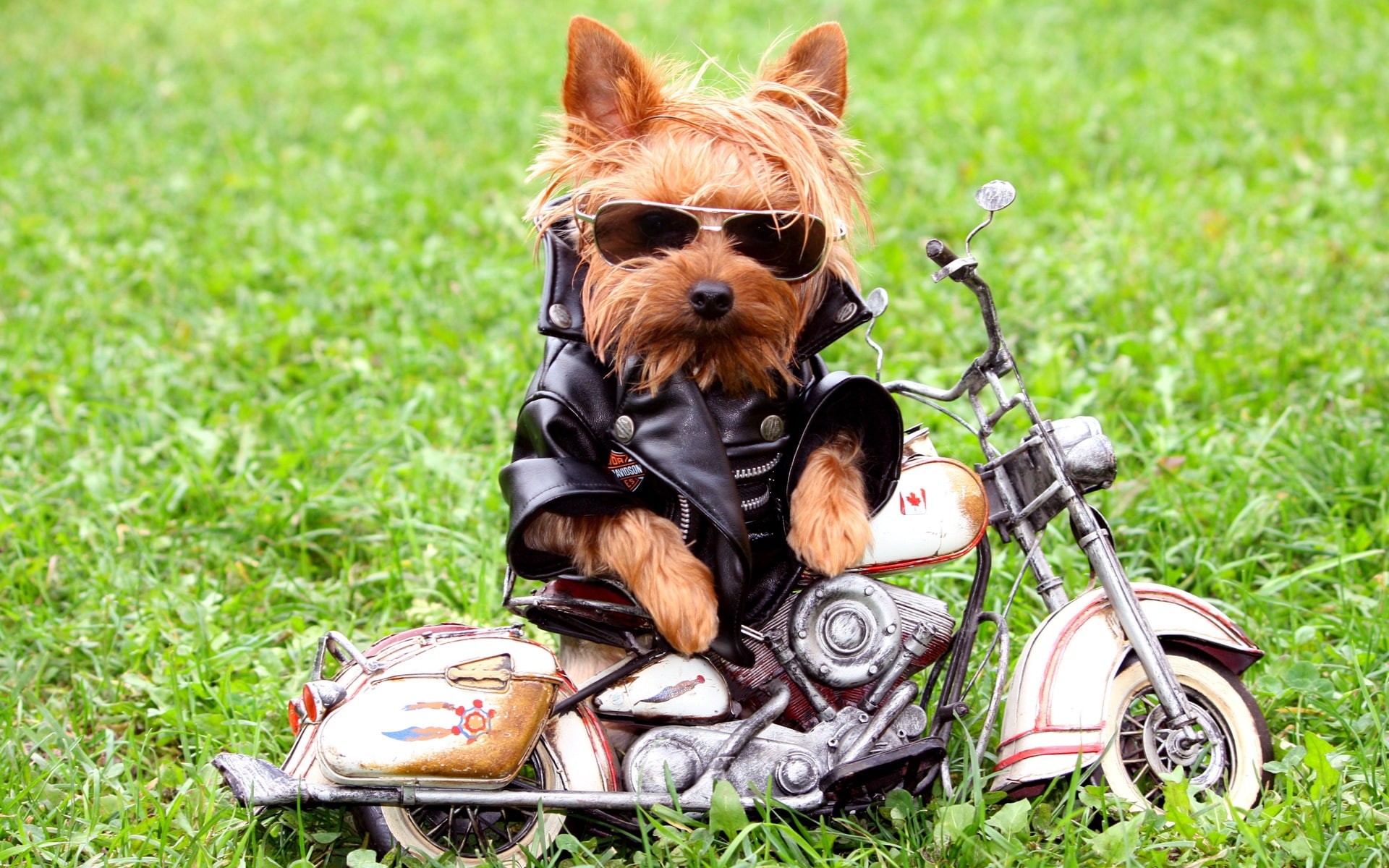 1080P, Dog, Riders, Motorcycle, HD Wallpaper