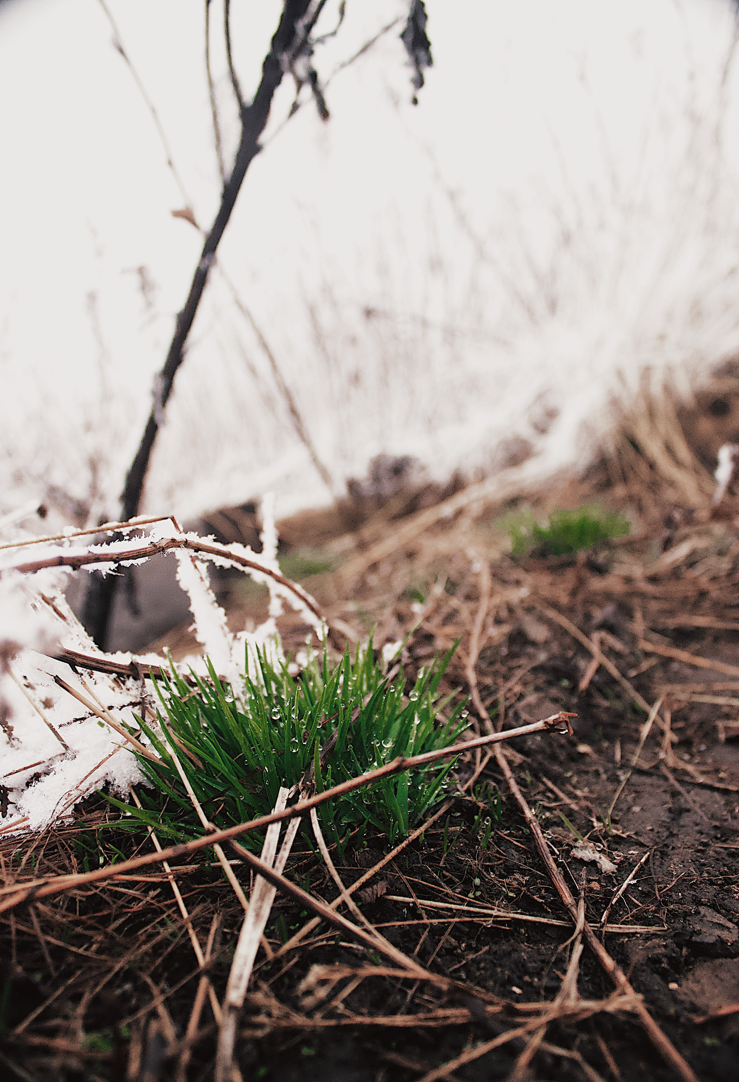 growth, dirt, dry, leaf, twig, pavelanoshinphoto, april, plant, branch, wood - material, tranquility, field, mountain, spring, snow, grass, fog, selective focus, Phone HD Wallpaper