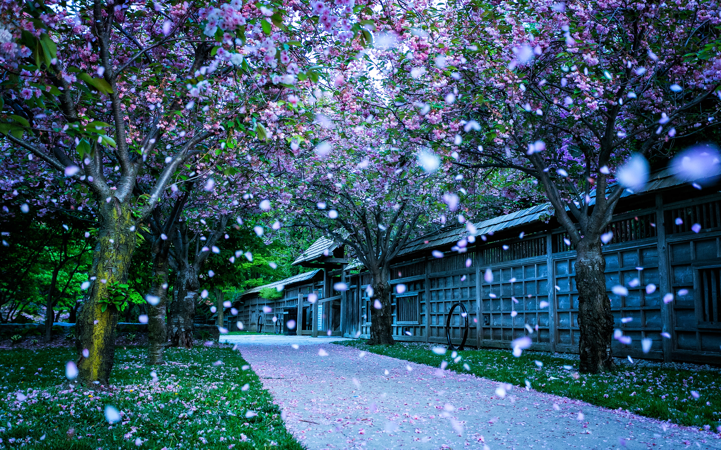 park, blossom, mississauga, kariya, cherry, canada, 2K, HD Wallpaper