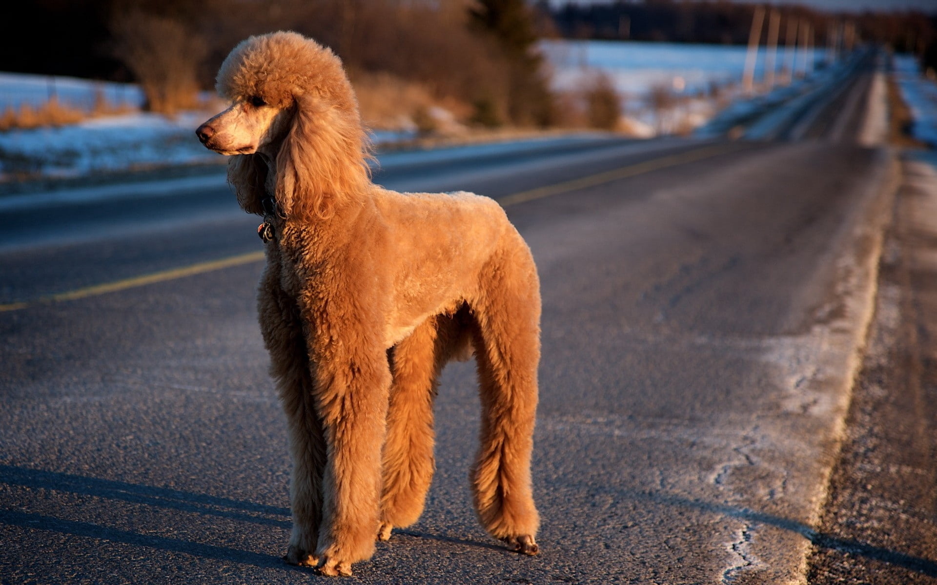 fur, brown, trip, pets, no People, coated, outdoors, looking away, running, street, short, focus on foreground, animal themes, dog, nature, one Animal, HD Wallpaper