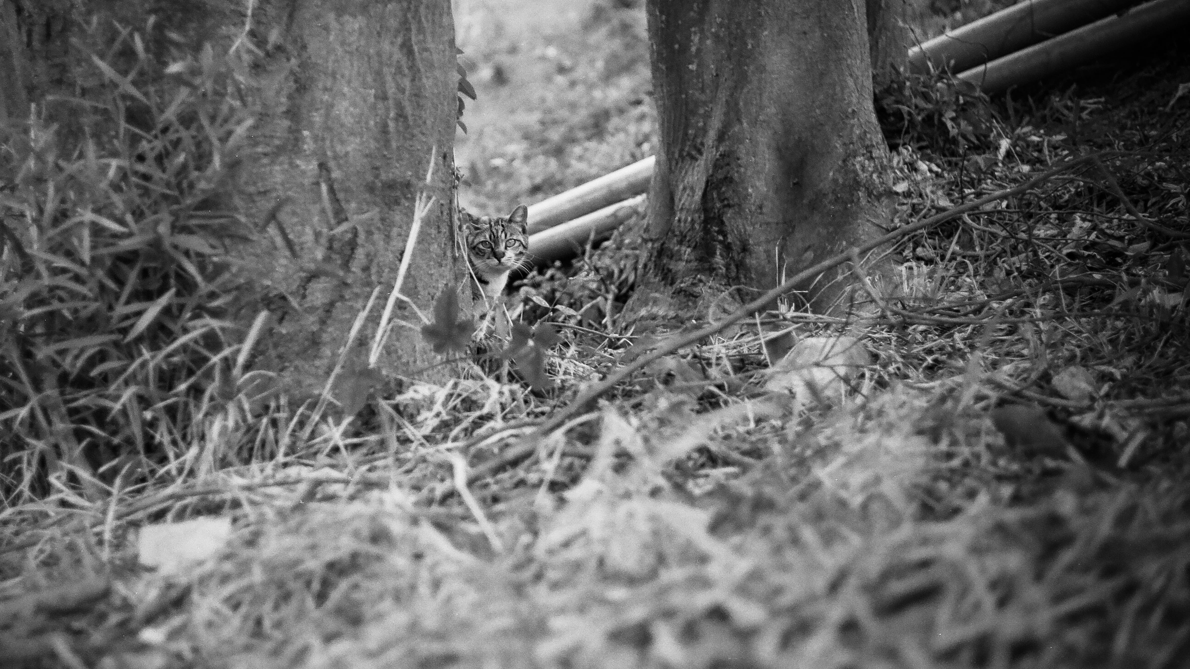 lawn, wood, human body part, one person, lovely, land, black and white, cat mia, field, environment, holding, soil, 4K, real people, season, selective focus, HD Wallpaper