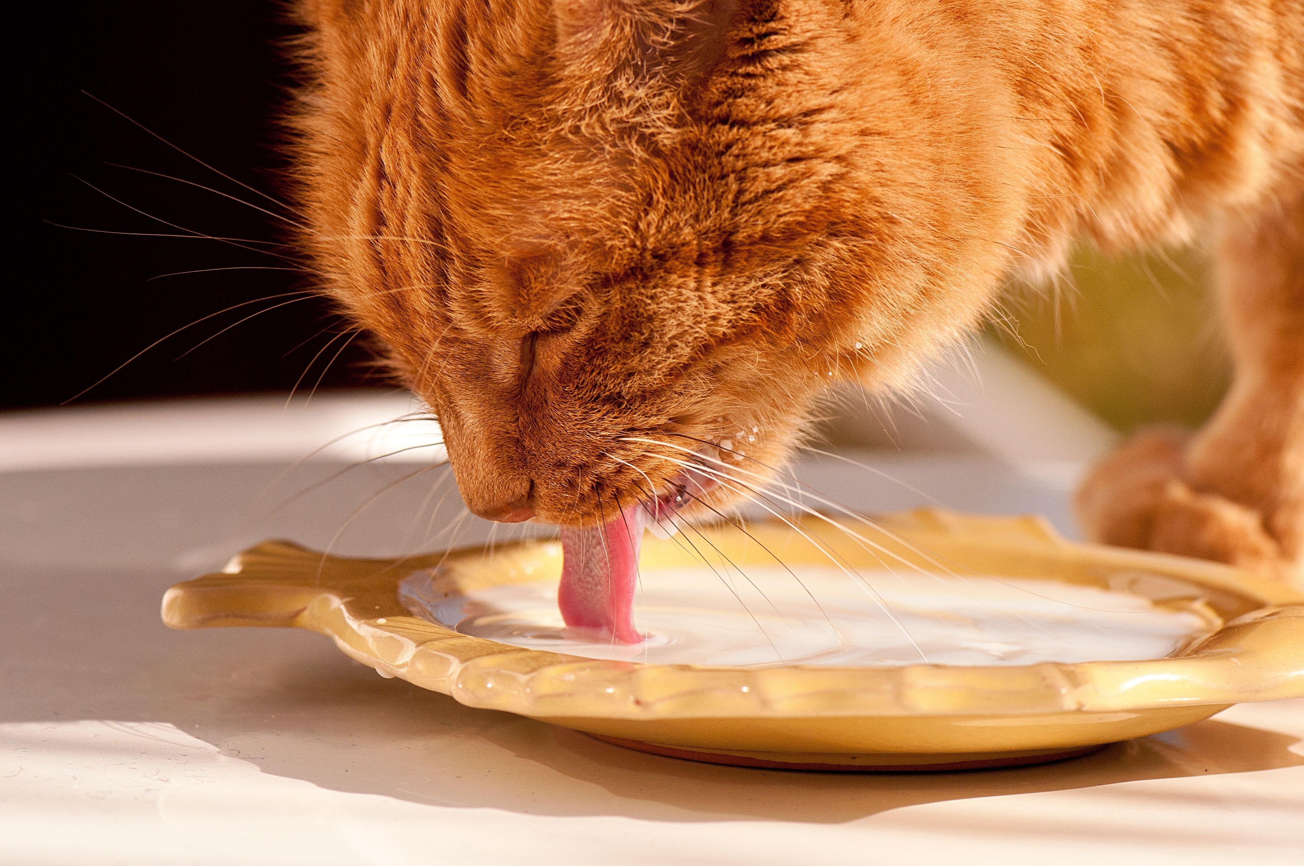 nature, hungry, no people, milk, feline, orange Color, eating, animal body part, kitten, animal tongue, human Face, bowl, fur, cat, animal themes, orange, HD Wallpaper