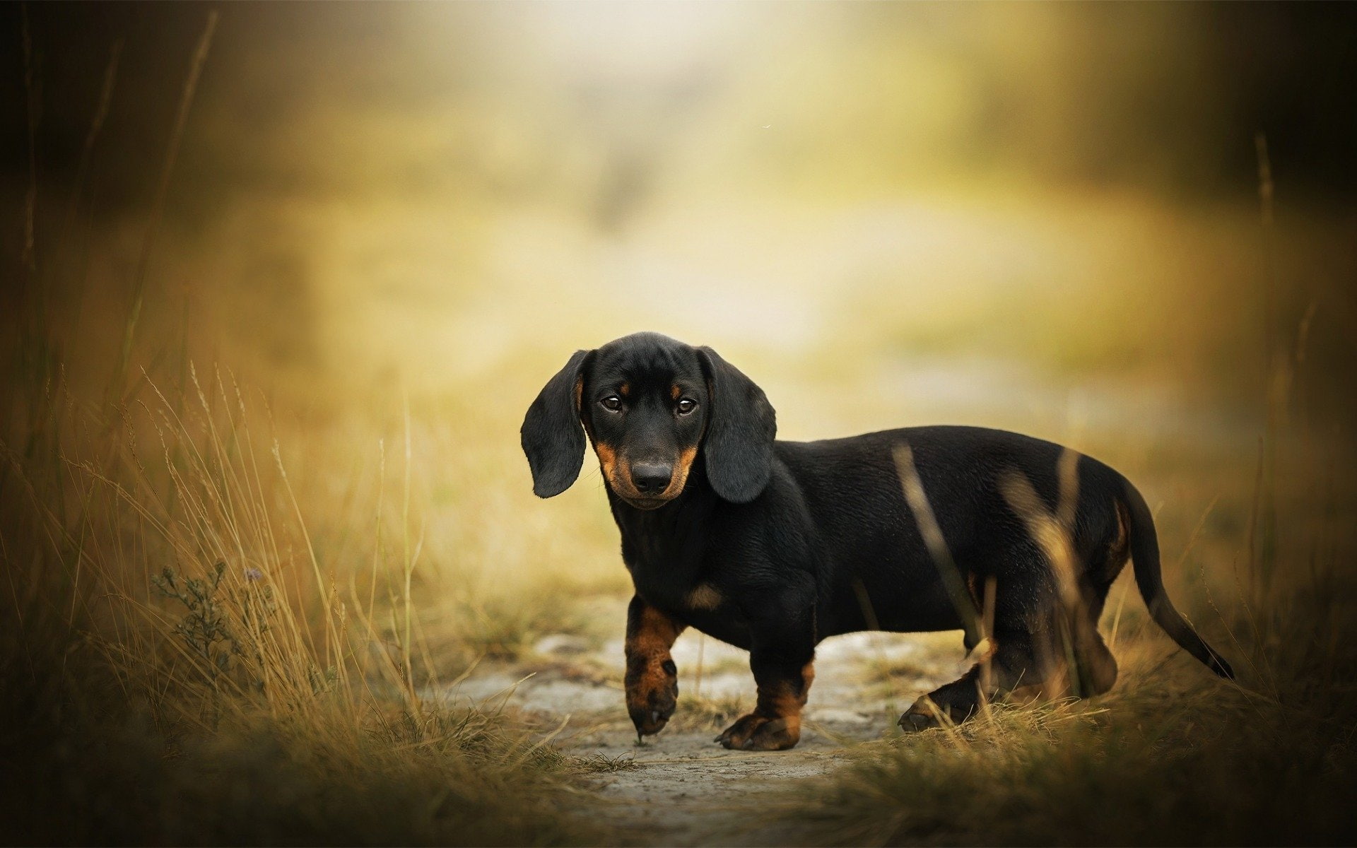 1080P, Dachshund, Dogs, Dog, HD Wallpaper