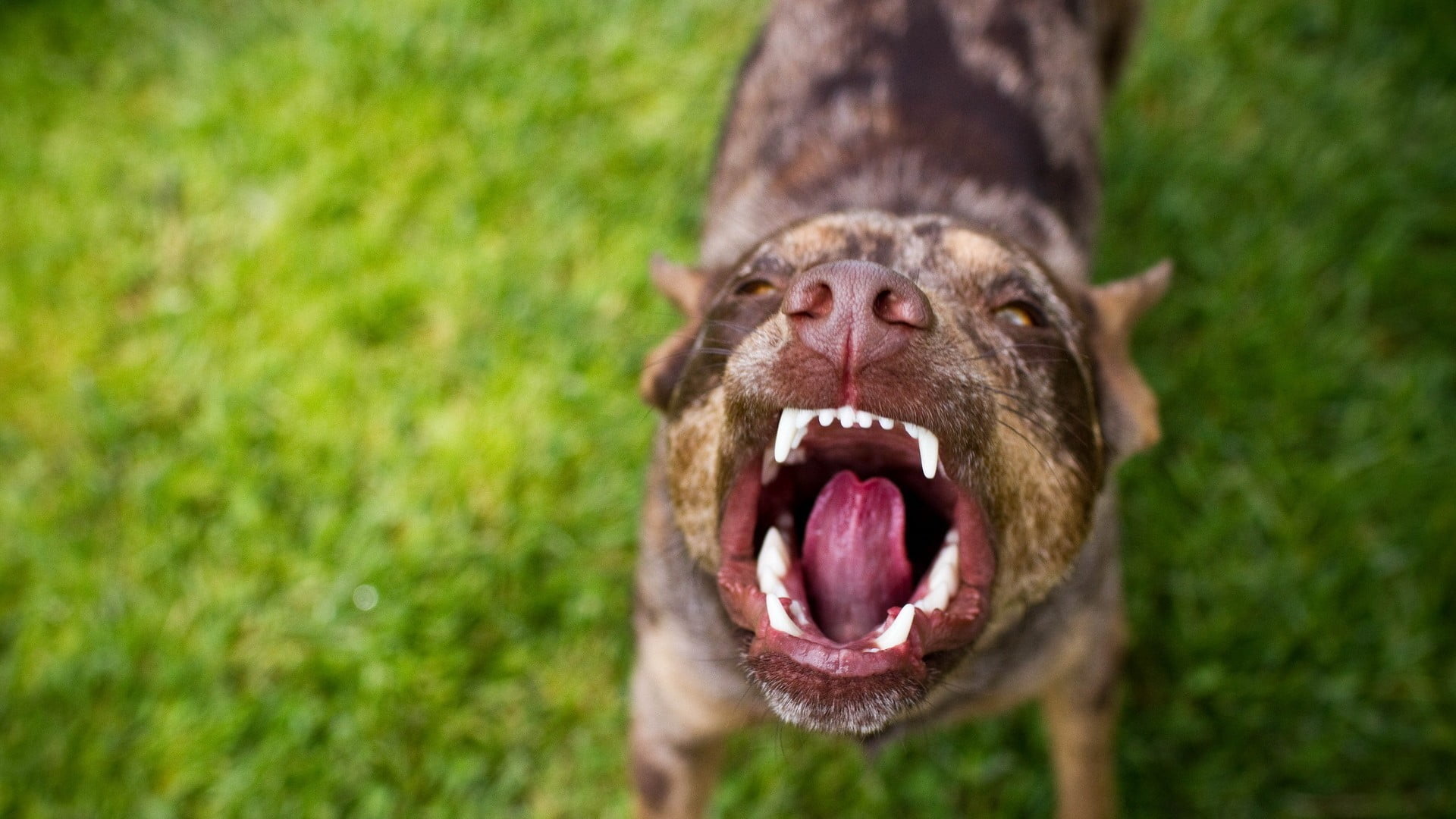aggression, humor, animal mouth, brown, plant, animal nose, plush, canine, panting, mammal, fun, nature, snout, animal body part, facial expression, no people, HD Wallpaper