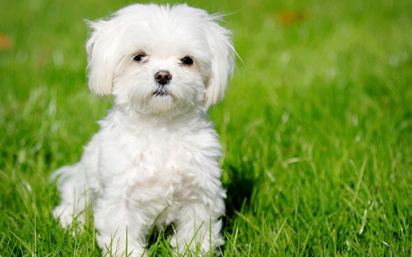 puppies, maltese, white, 720P, dog, cute, HD Wallpaper