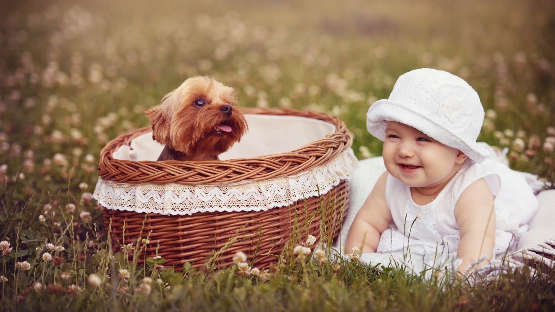 cute, dog, puppies, domestic animals, people, basket, canine, childhood, baskets, babyhood, one animal, grass, child, mammal, innocence, pets, baby, 1080P, HD Wallpaper