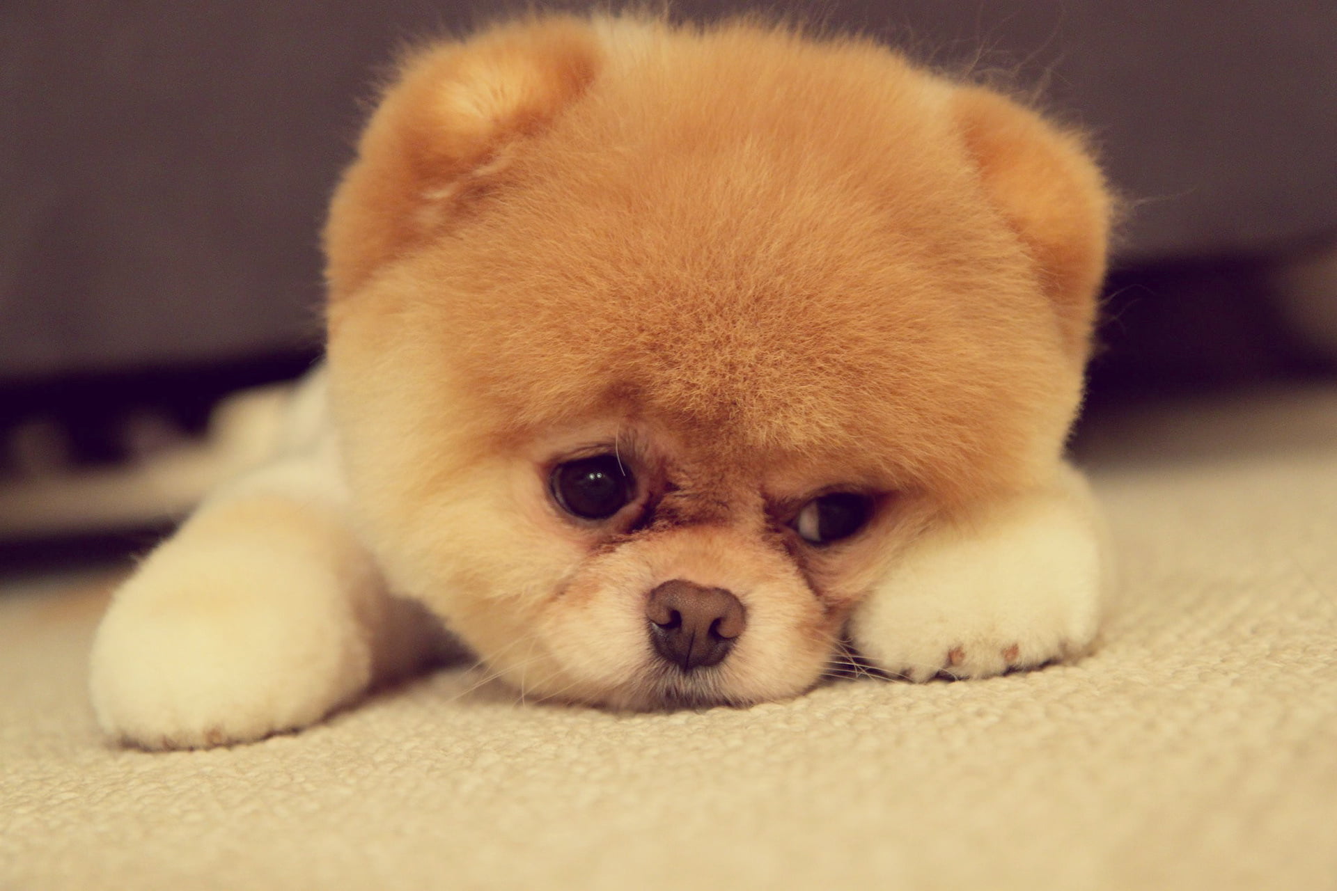 orange, portrait, lying Down, brown, breed, pomeranian, purebred Dog, cute, face, dog, looking at camera, animal, backgrounds, friendship, animal Hair, HD Wallpaper