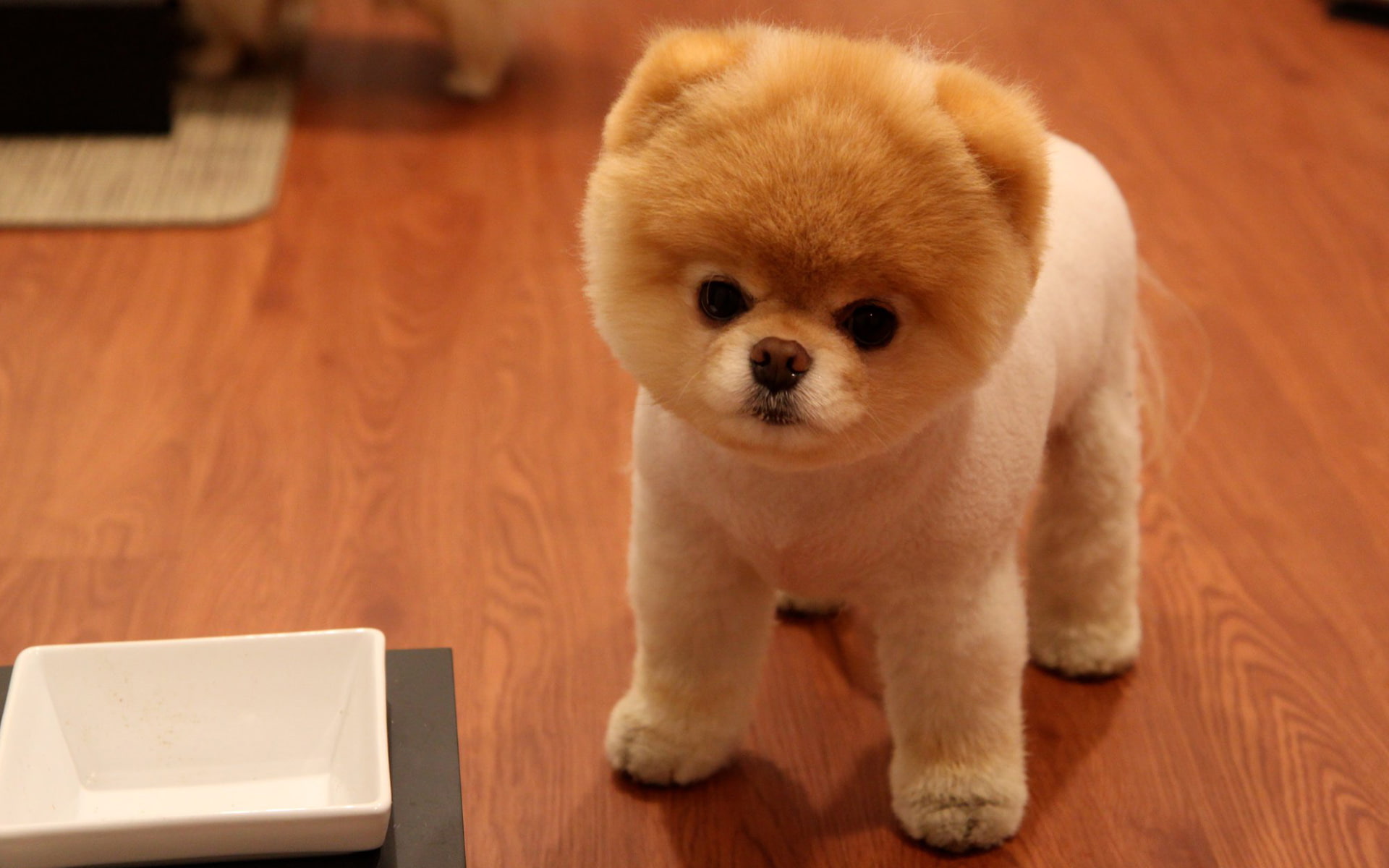 pomeranian, 1080P, dog, cute, HD Wallpaper