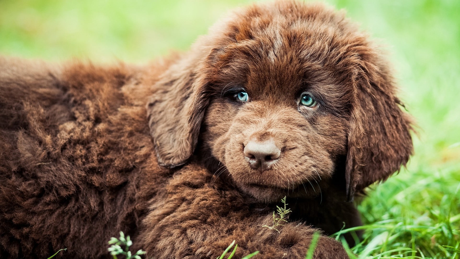 coated, no people, nature, animals, Newfoundland, brown, animal themes, focus on foreground, animal, relaxation, dog, domestic animals, day, domestic, canine, HD Wallpaper