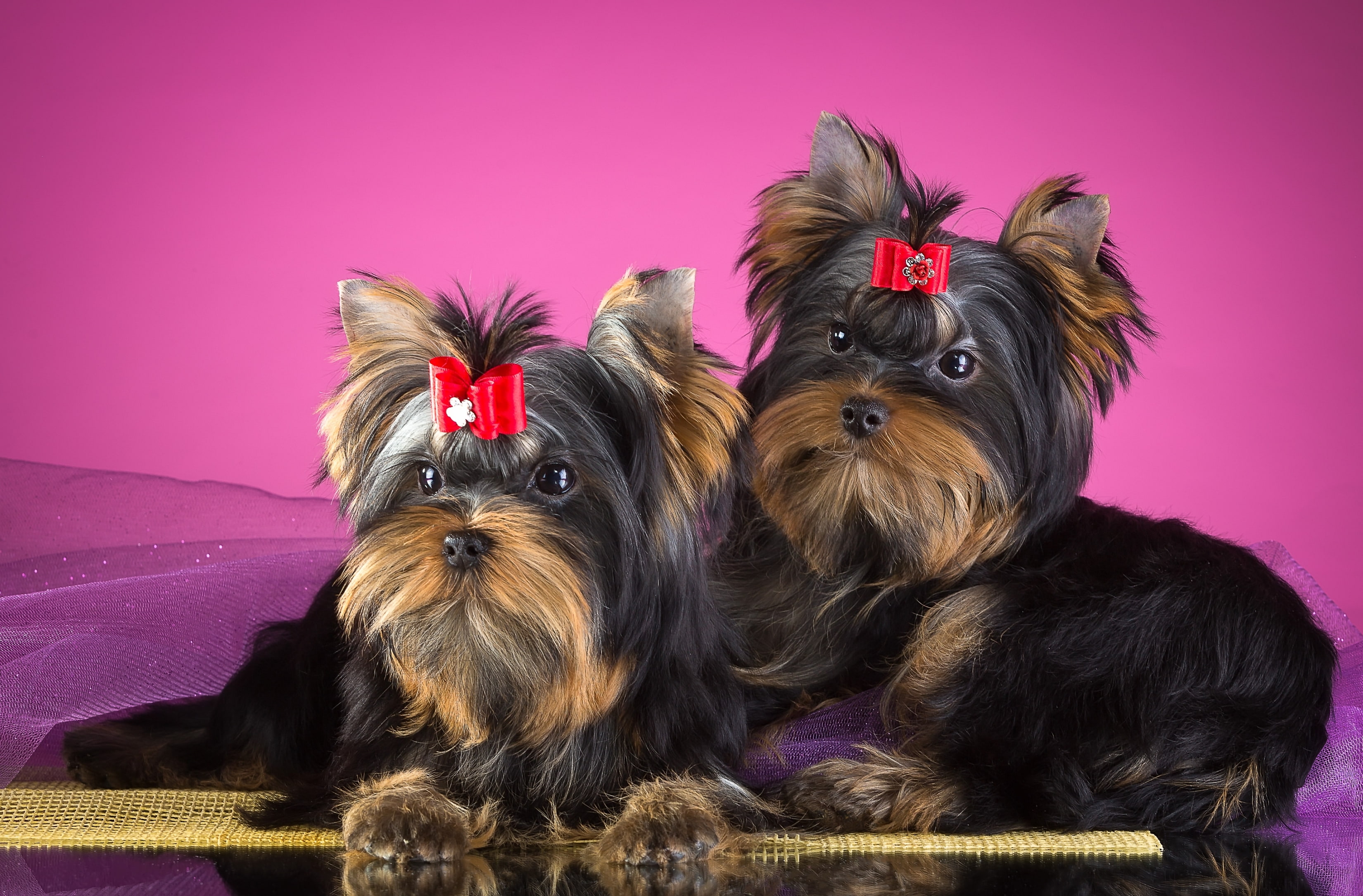 2K, Yorkshire Terrier, Puppies, Dogs, HD Wallpaper