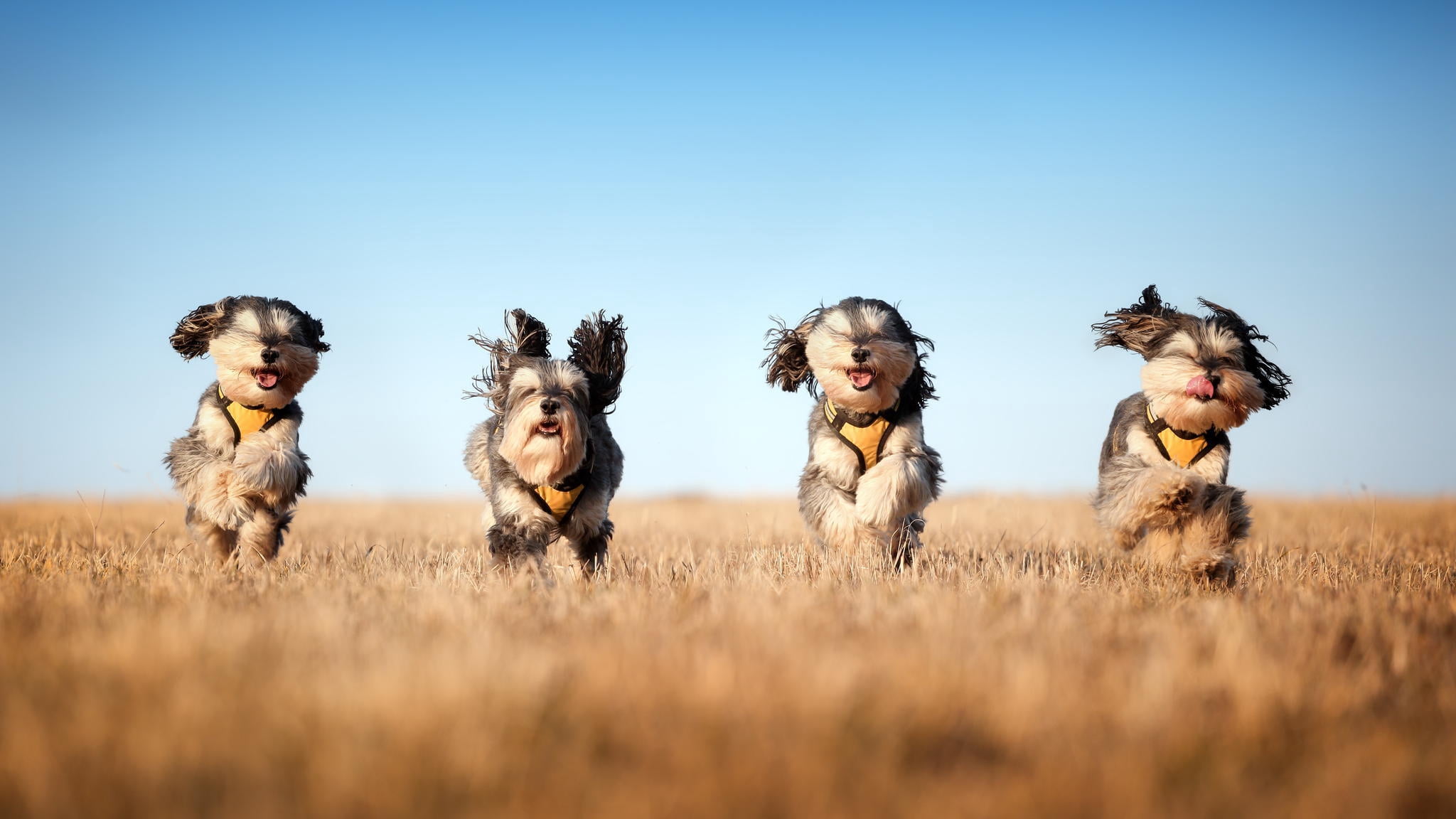 nature, summer, dogs, beauty, dog, grass, group of animals, coated, blue, short, beautiful, adult, small, smiling, day, beauty In Nature, lifestyles, portrait, HD Wallpaper