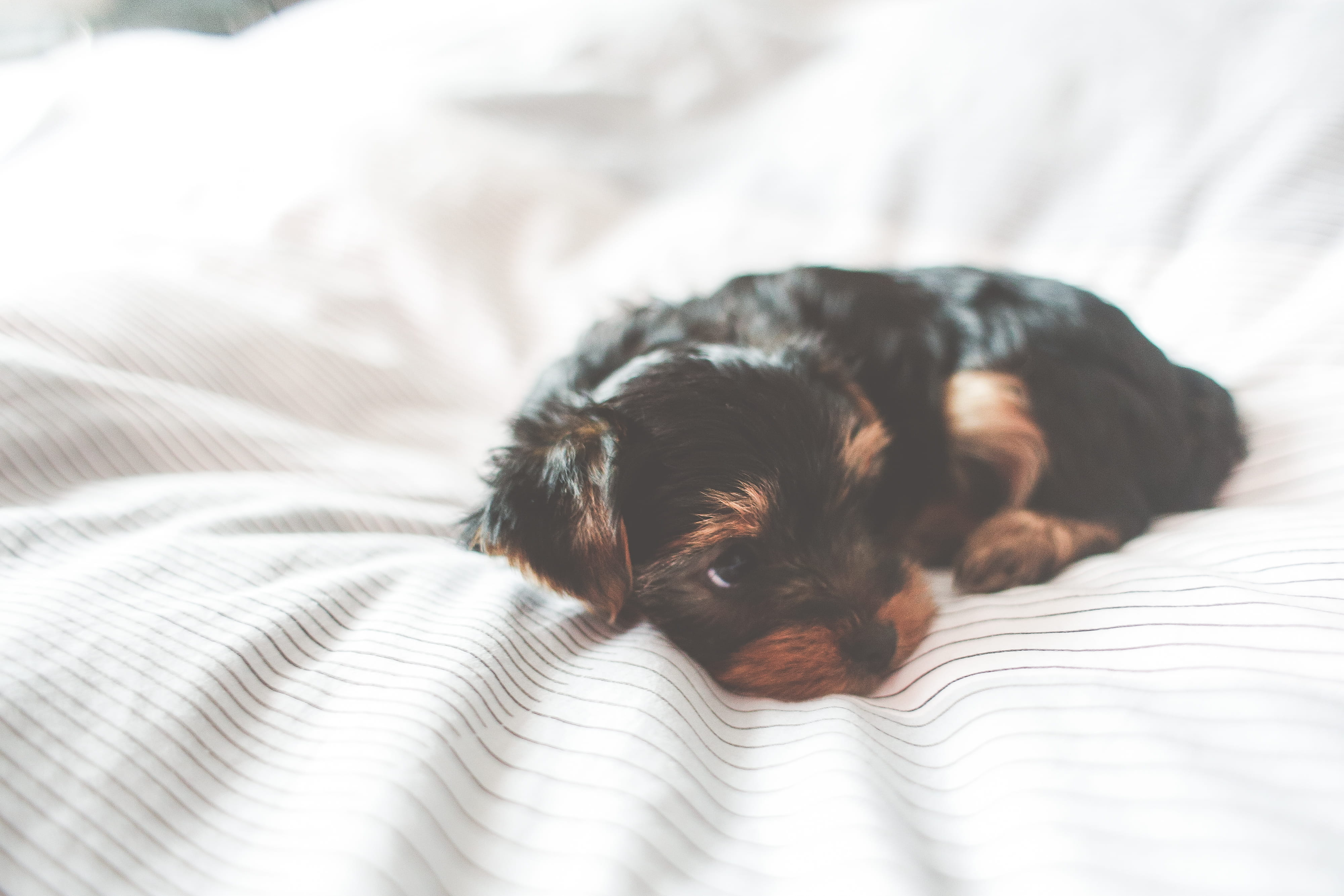 domestic Animals, puppy, close-up, top, Family, softness, dogs, canine, animals, furniture, 4K, mammal, one animal, indoors, dog, domestic, lying Down, HD Wallpaper