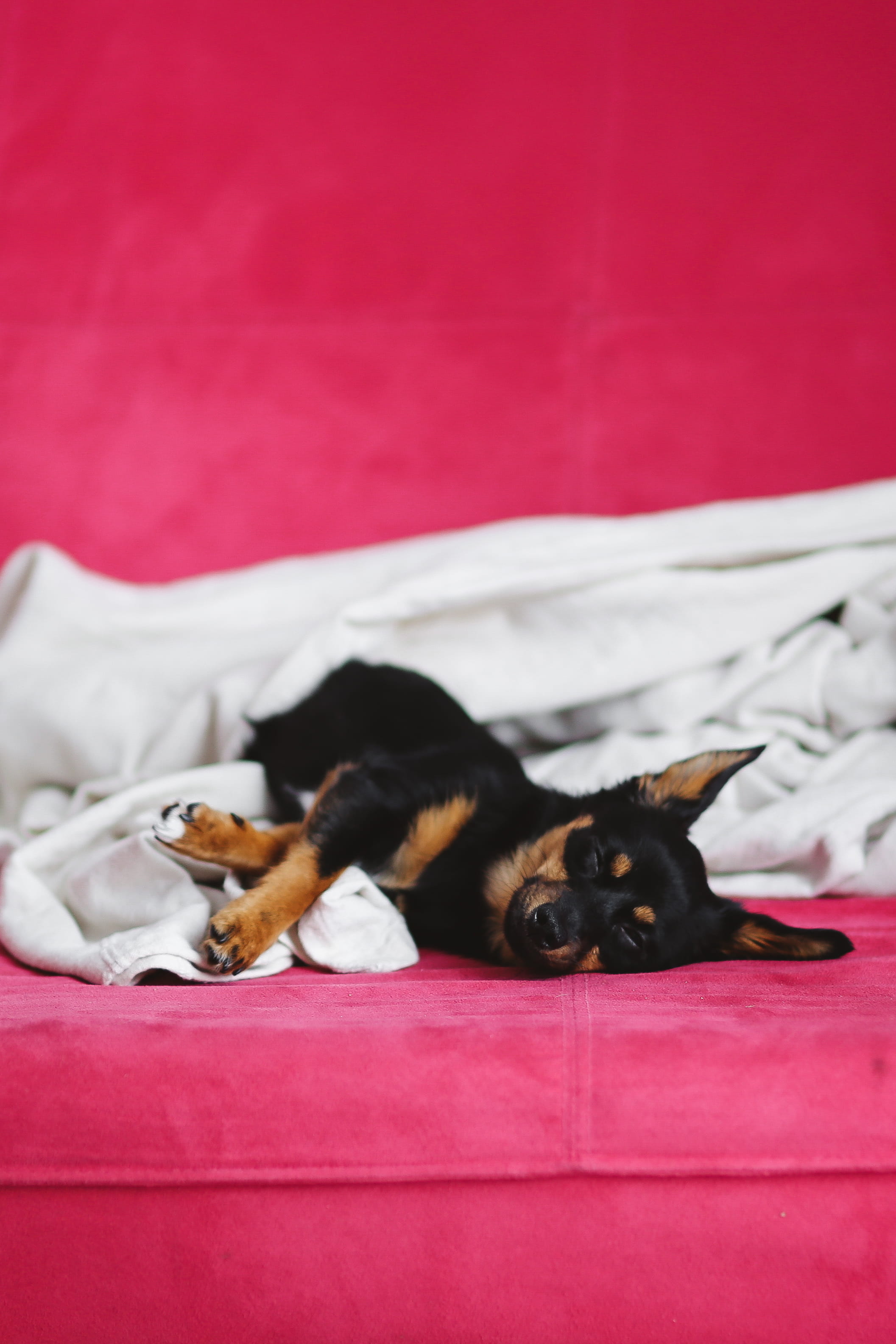 vertebrate, mammal, lying Down, whisker, animals And Pets, 2K, bed, little dog, animal, dog, feline, pink color, pets, puppy, pet, textile, red, dogs, Phone HD Wallpaper