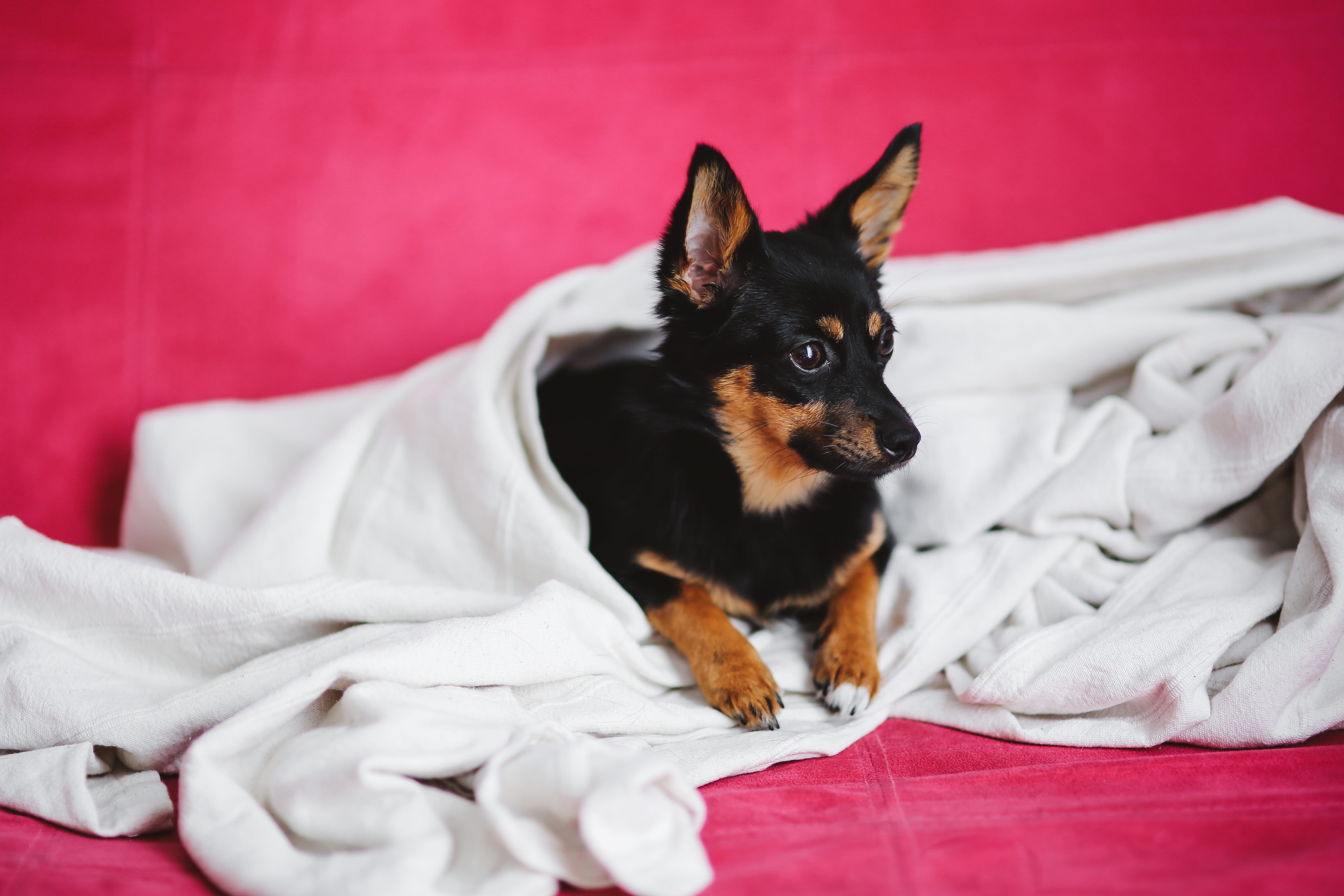 canine, dog, looking at camera, puppy, black color, purebred Dog, pink, pets, small dog, furniture, adorable, domestic, portrait, vertebrate, no People, HD Wallpaper