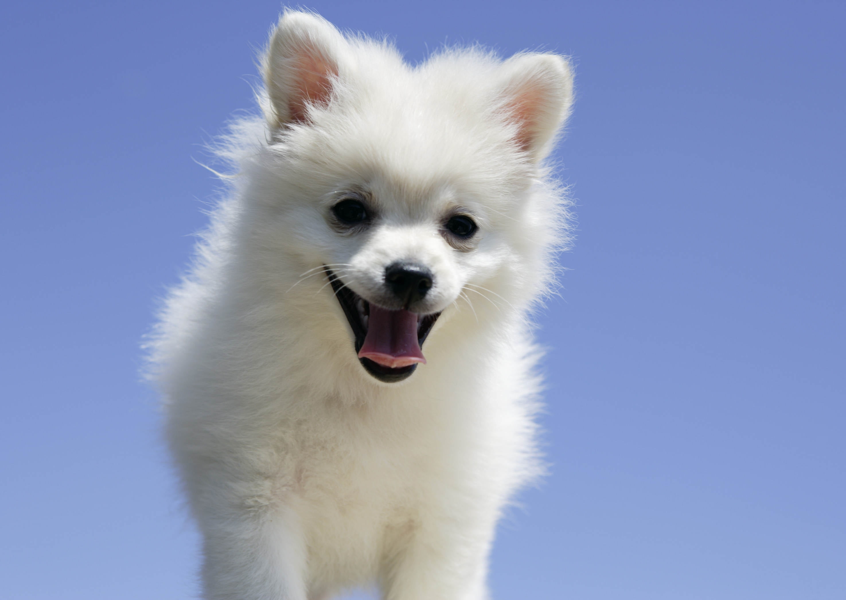 mammal, purebred Dog, pomeranian, domestic, cute, one Animal, looking, animal mouth, fur, domestic Animals, animal themes, vertebrate, portrait, nature, HD Wallpaper