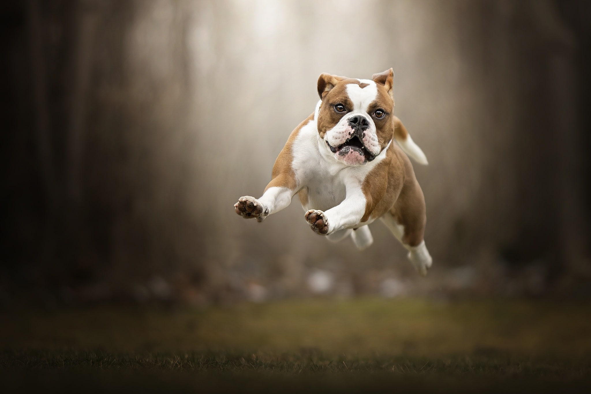 bokeh, 1080P, dog, walk, jump, English bulldog, flight, HD Wallpaper