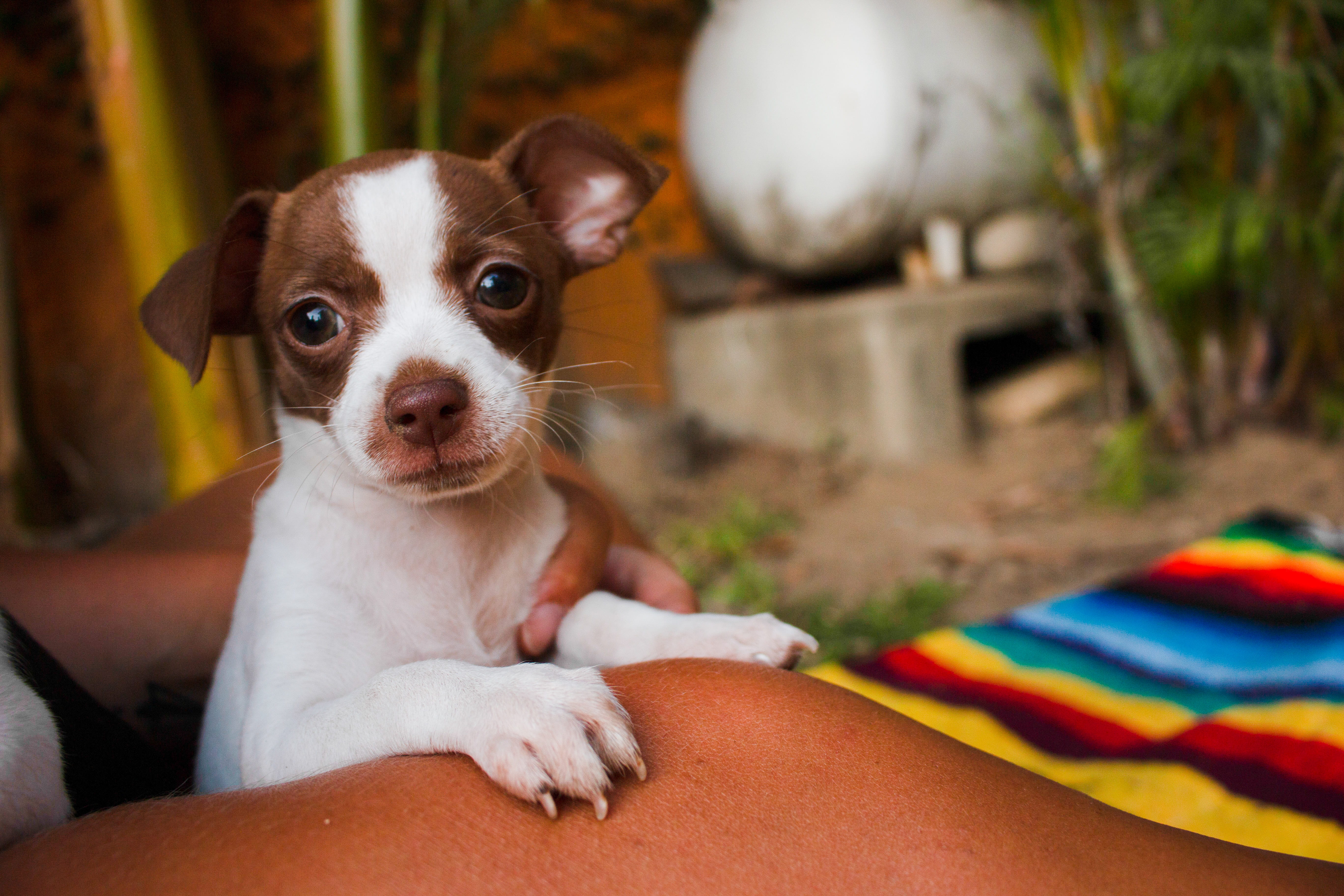 pet, close-up, focus on foreground, flower, mammal, blossom, people, electronics, chihuahua, sphere, pets, portrait, dog, vertebrate, small, 5K, domestic, HD Wallpaper