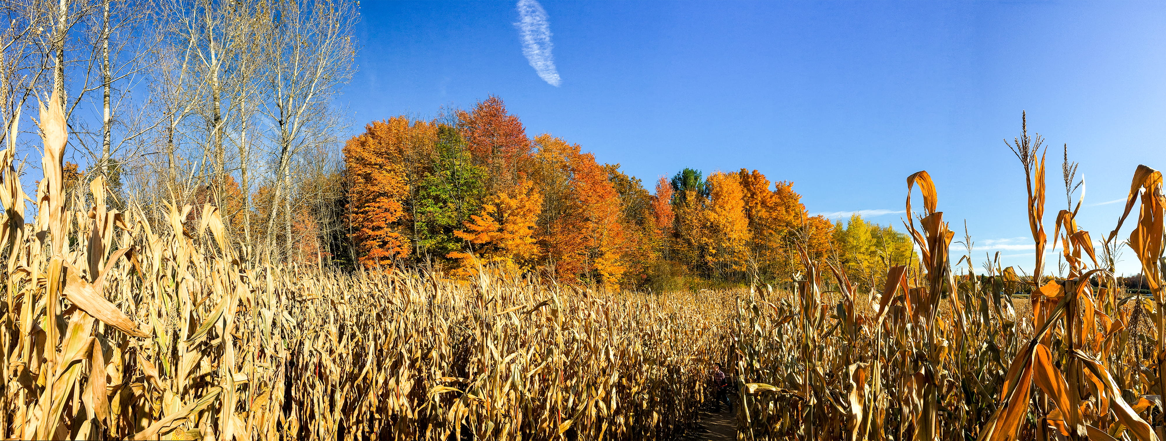 autumn, beauty in nature, blue, change, environment, blue sky, 4K, new era, tranquil scene, plant part, plant, tranquility, growth, landscape, united states, HD Wallpaper