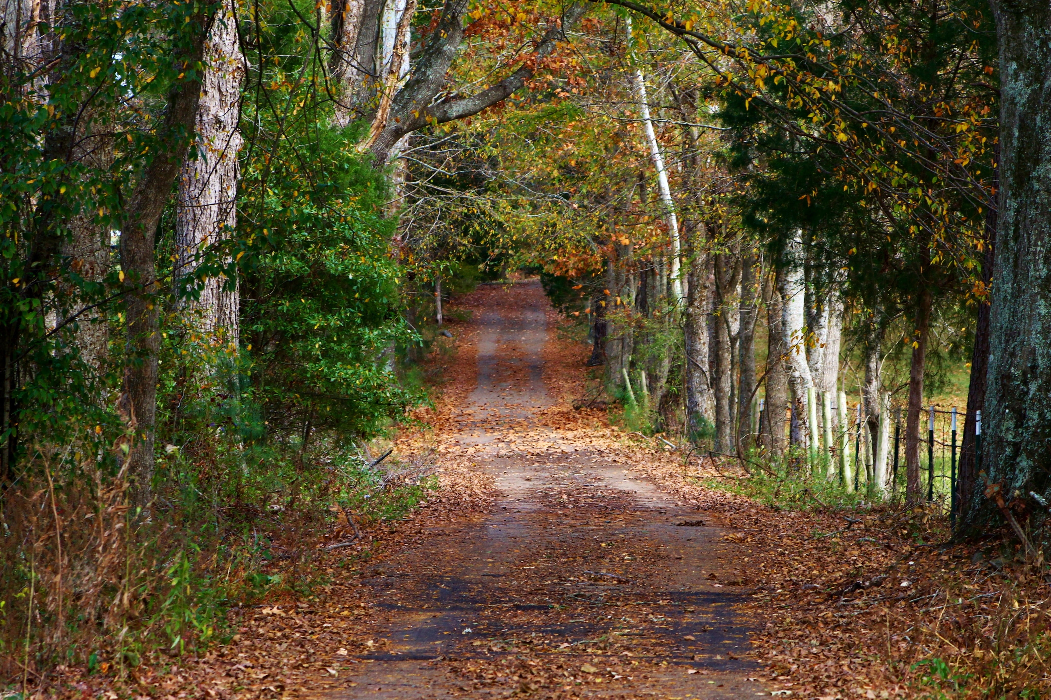 nature, dirtroad, path, leaves, 4K, forest, road, trees, fall, HD Wallpaper