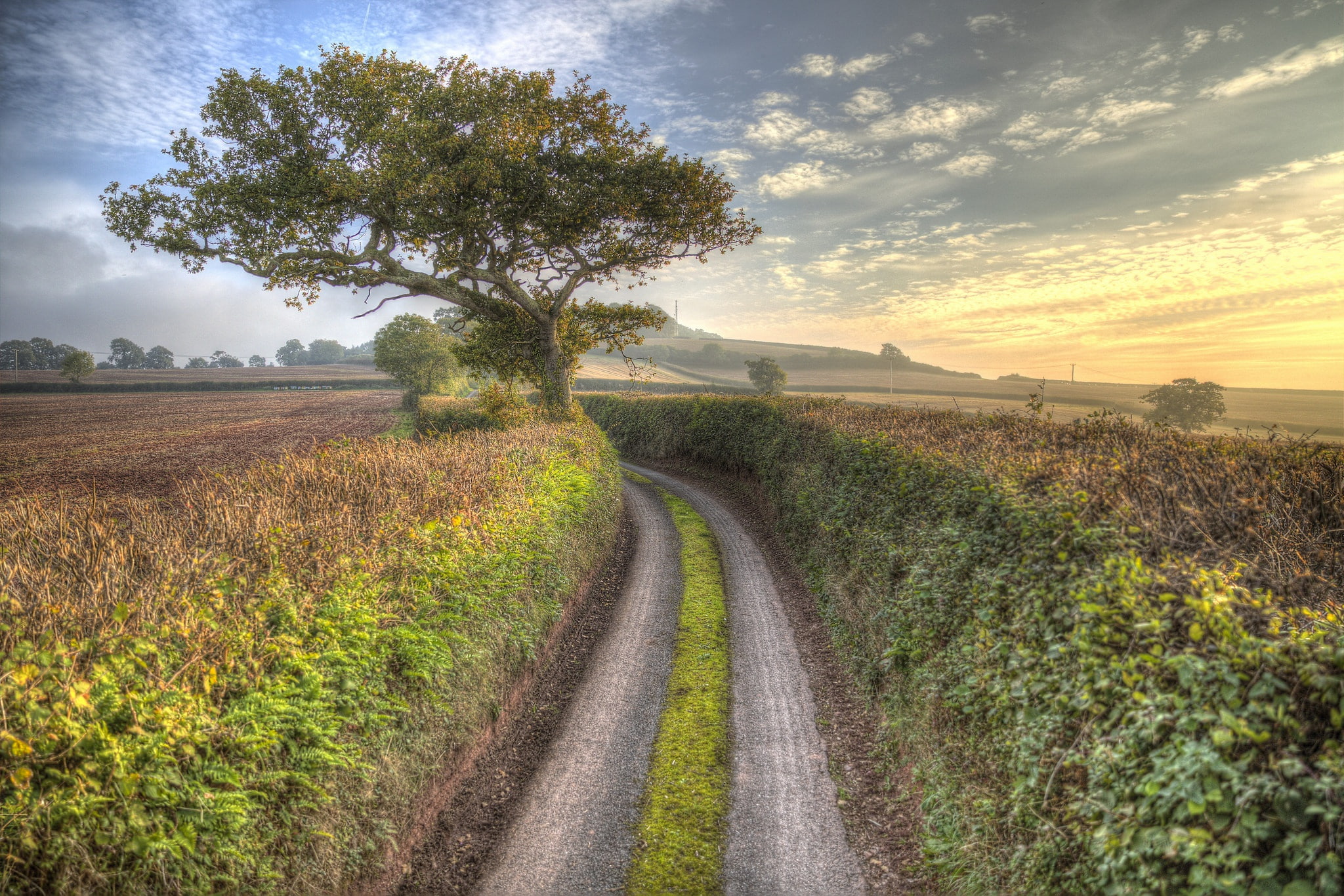dirtroad, scenics - nature, 1080P, tree, sky, environment, grass, diminishing perspective, long, landscape, no people, tranquil scene, field, growth, cloud - sky, HD Wallpaper