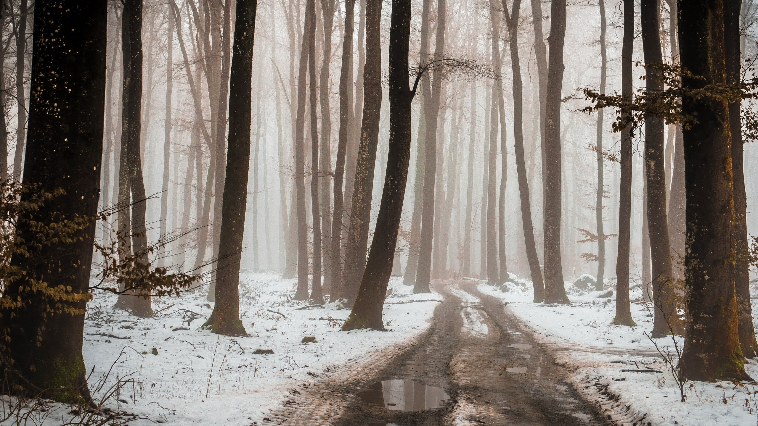 outdoors, winter, white color, tree, 2K, path, snowing, day, cold temperature, Poland, no people, dirtroad, nature, plants, woodland, mist, coniferous tree, HD Wallpaper