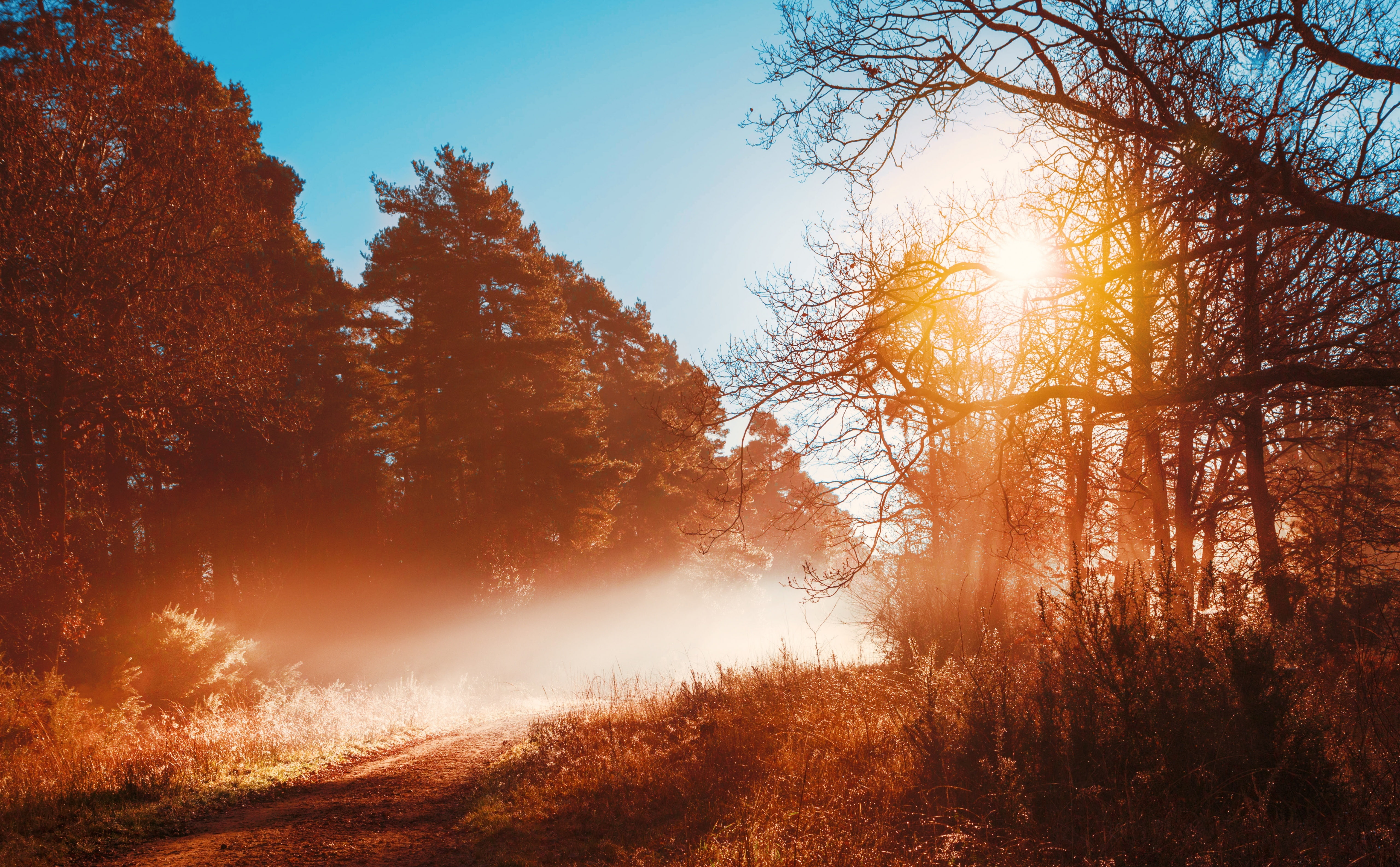 5K, Nature, Steam, tree, England, no people, Road, tranquility, landscape, change, Frost, Autumn, growth, orange color, tranquil scene, bramshill, Light, HD Wallpaper