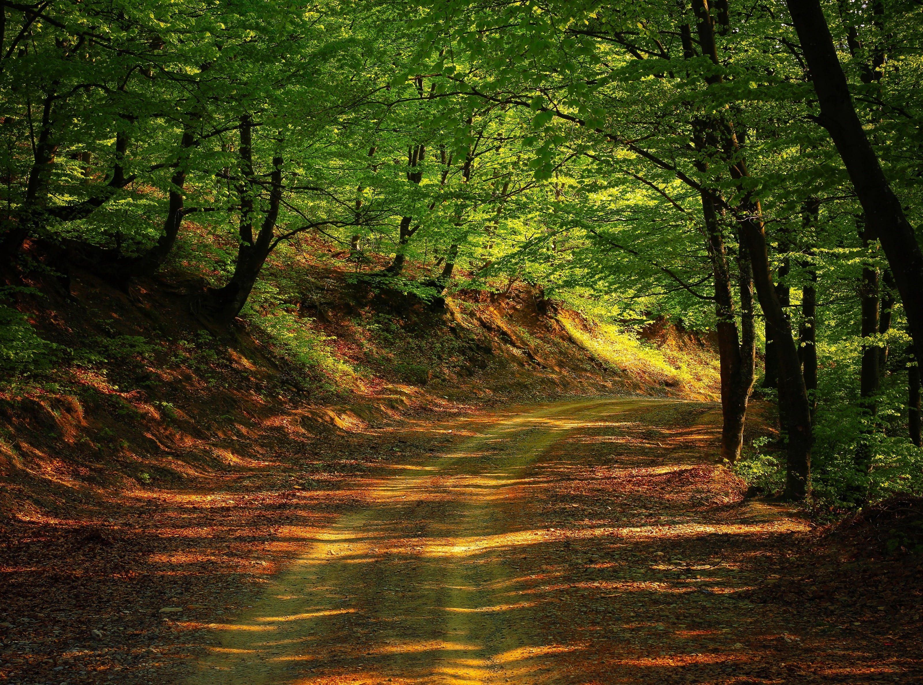 land, Outdoor, direction, trunk, growth, woodland, beauty in nature, tree, no people, footpath, tranquil scene, the way forward, 2K, day, Explore, sunlight, HD Wallpaper
