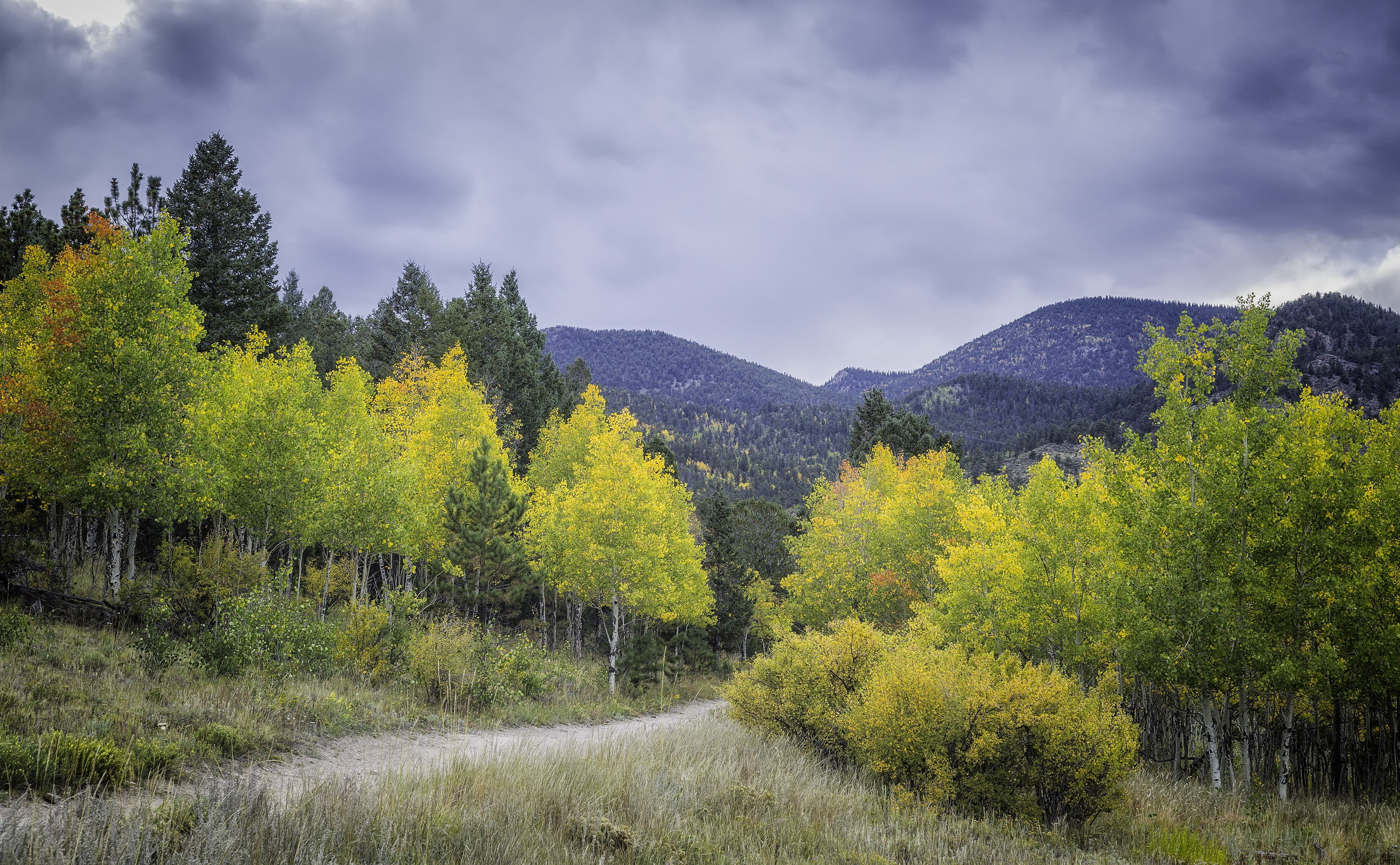 changingcolor, changing, tarryall, Colorado, pikenationalforest, scenics - nature, parkcounty, beauty in nature, outdoors, Trees, day, visit, Yellow, non-urban scene, HD Wallpaper