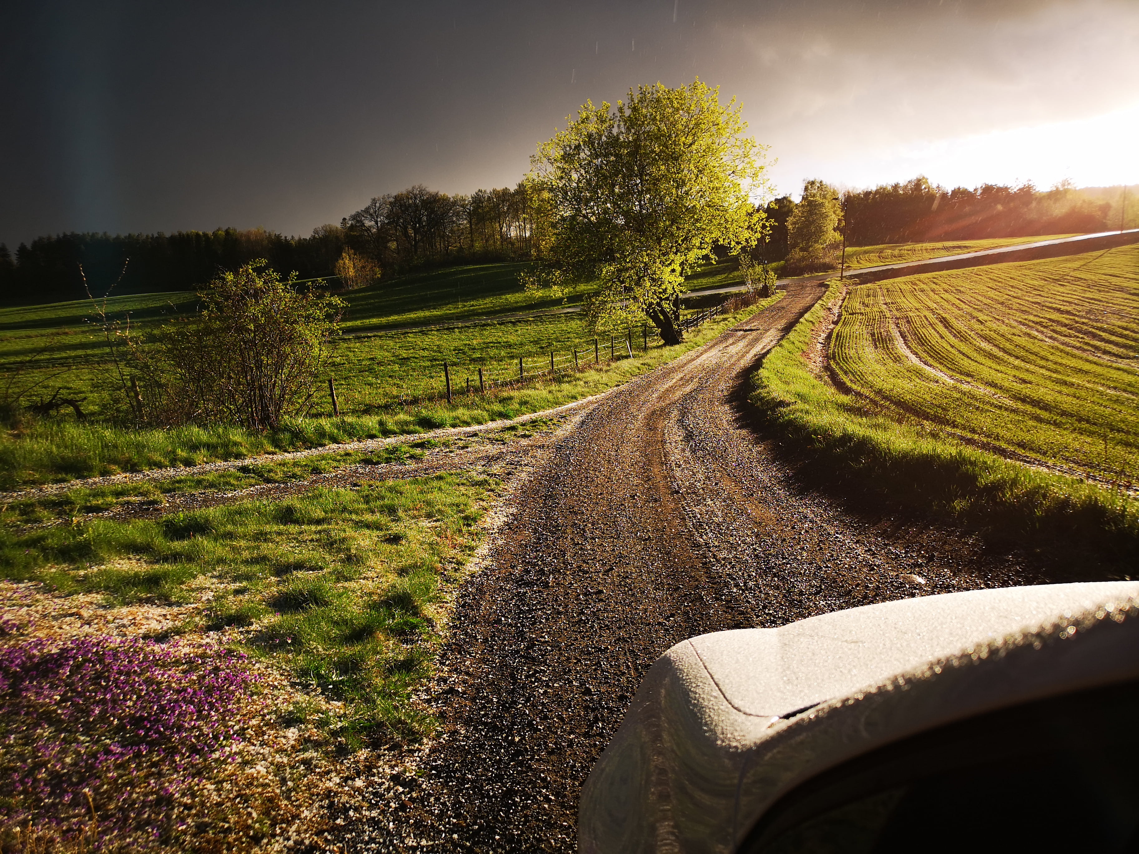 field, trees, 2K, dirtroad, nature, car, road, landscape, HD Wallpaper