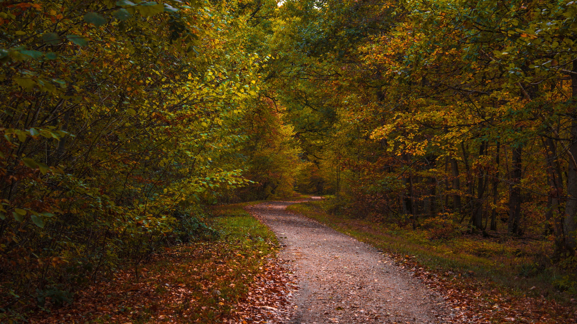 nature, dirtroad, plants, fall, forest, leaves, trees, 1080P, path, grass, HD Wallpaper