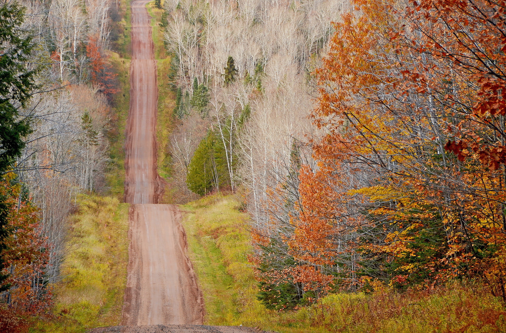 nature, Fall, 1080P, Green, Brown, Trees, landscape, Dirtroad, HD Wallpaper